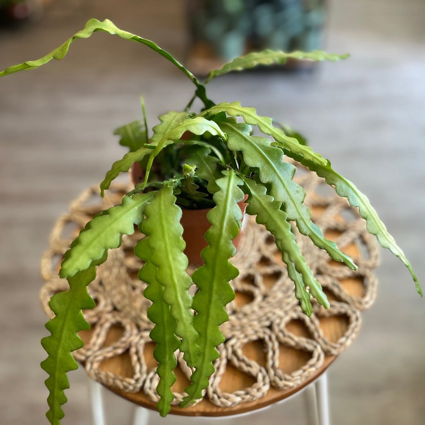 Fishbone Cacti