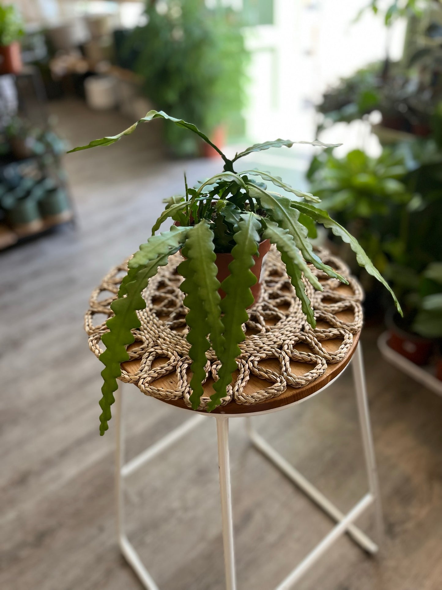 Fishbone Cacti