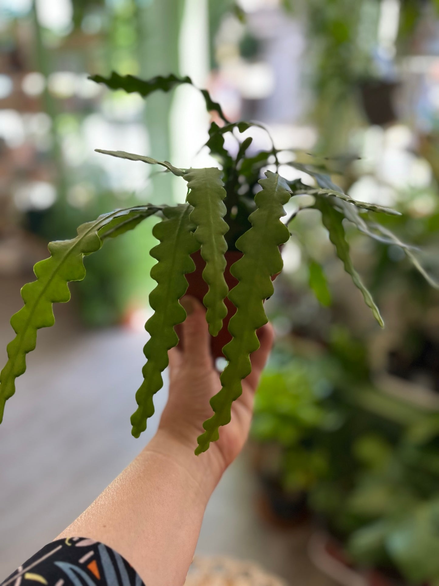 Fishbone Cacti