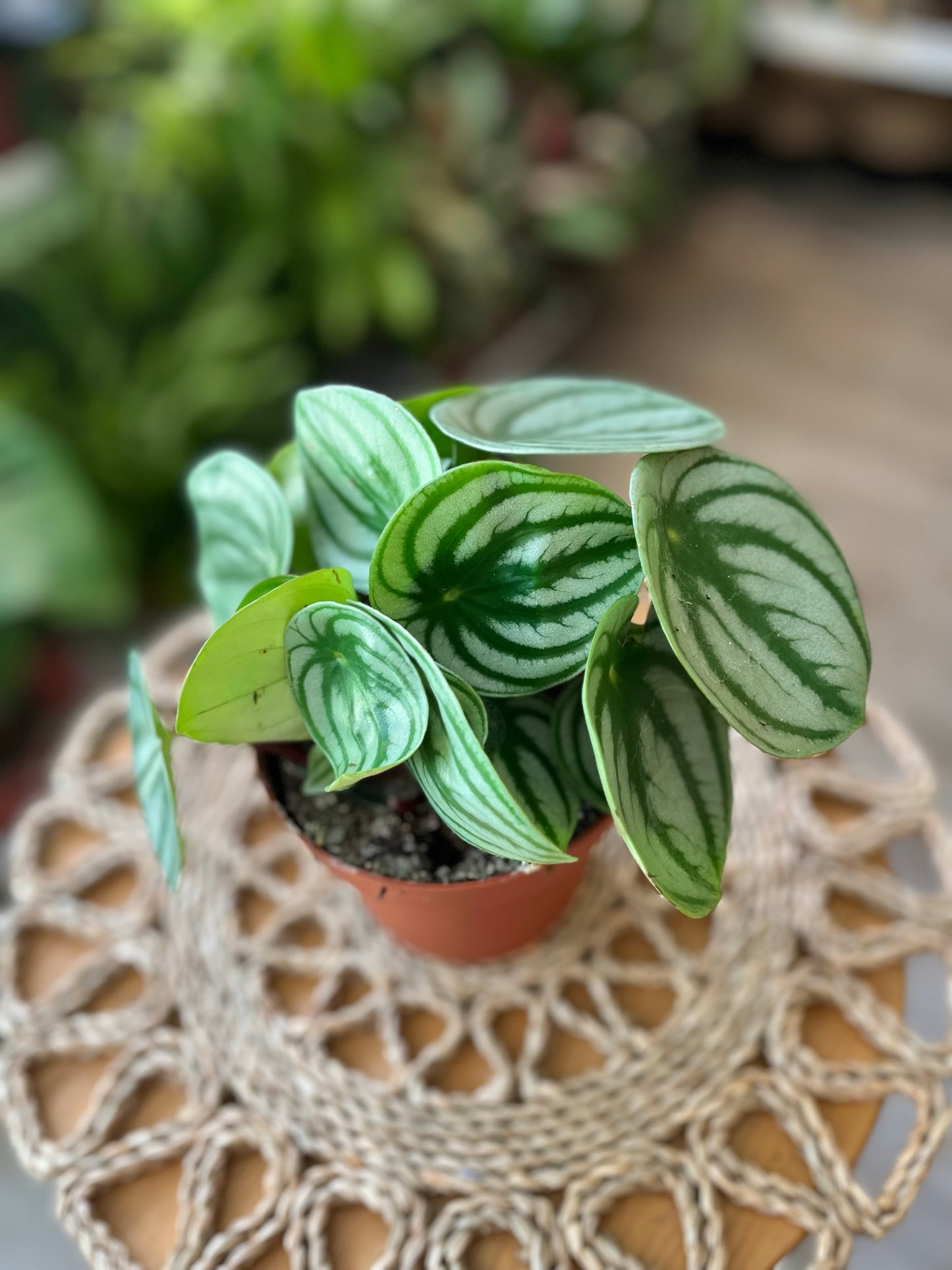 Watermelon Peperomia Argyreia
