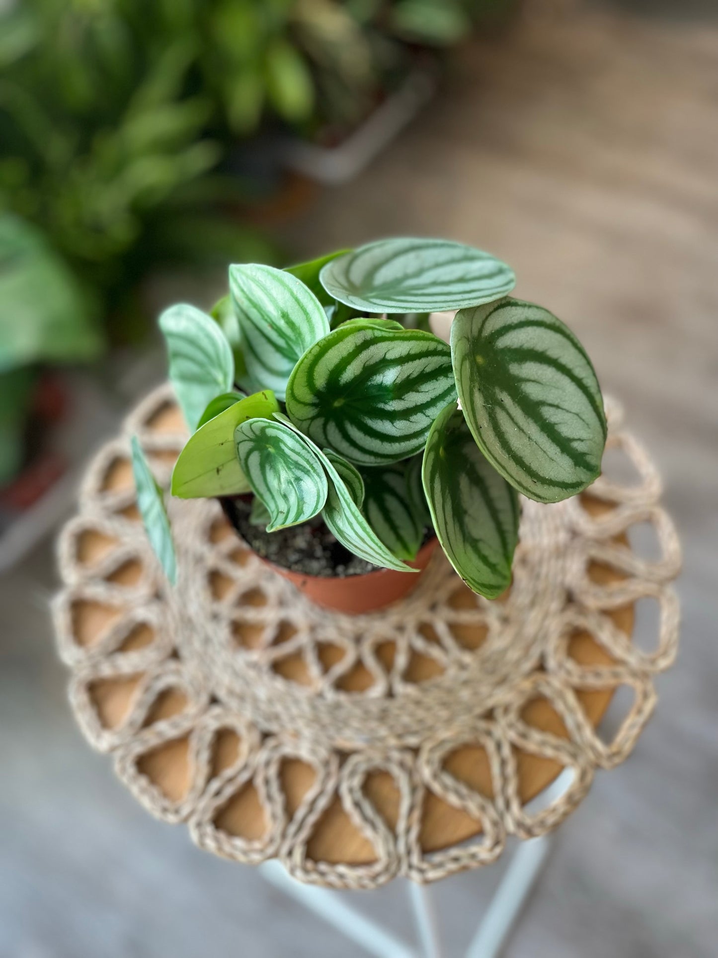 Watermelon Peperomia Argyreia