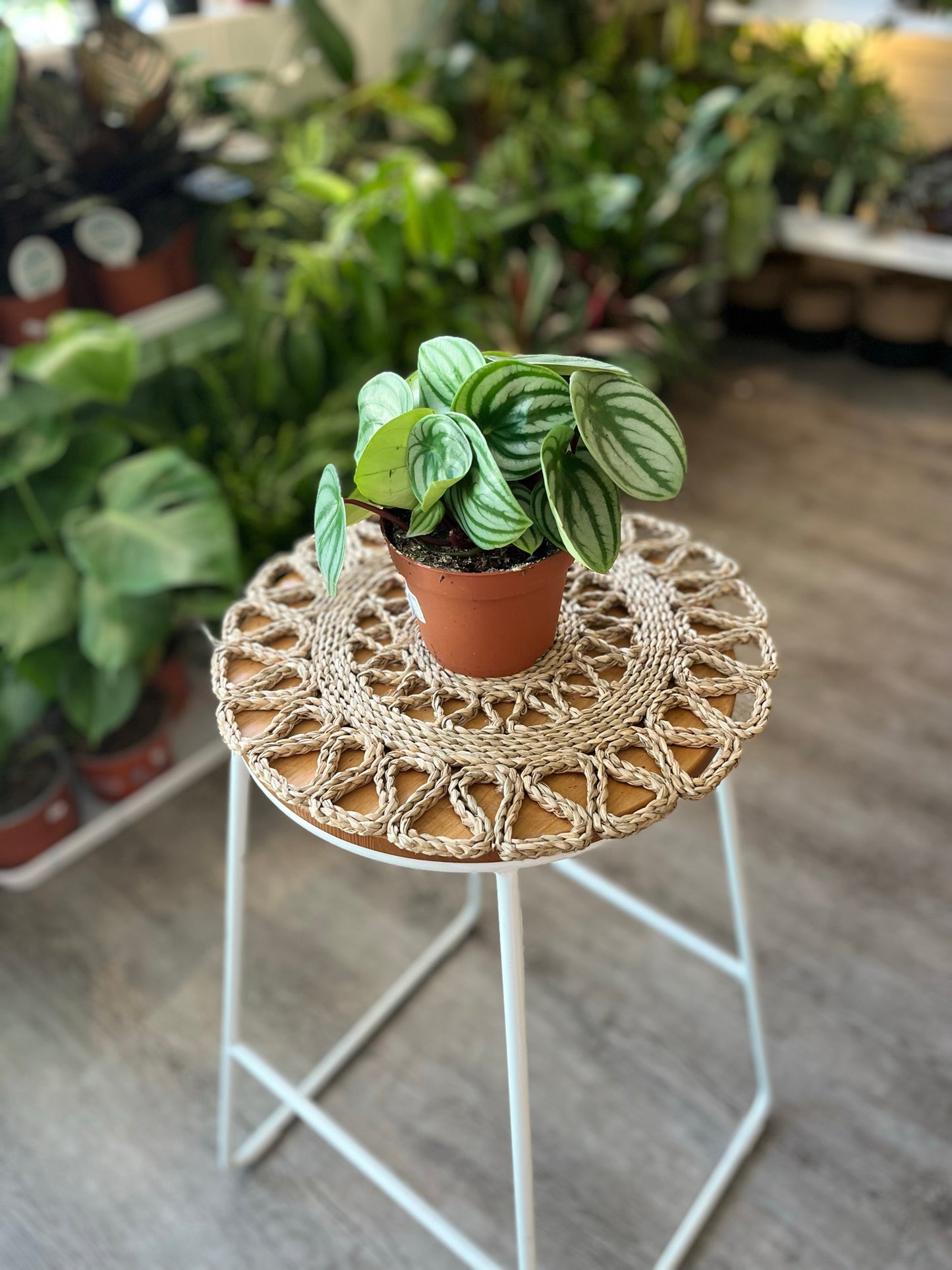 Watermelon Peperomia Argyreia