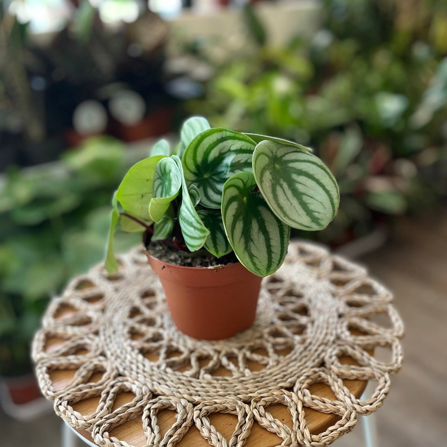 Watermelon Peperomia Argyreia