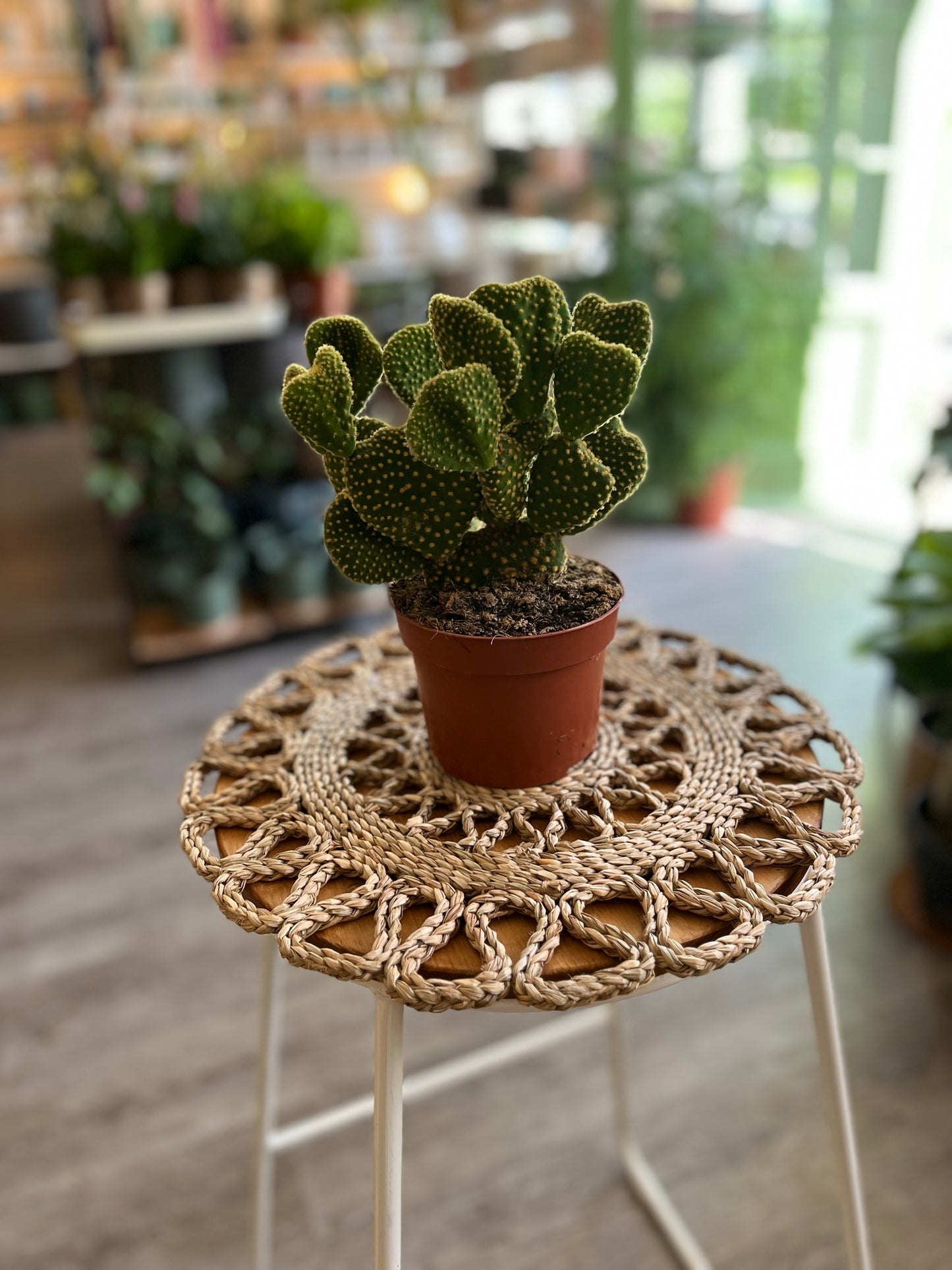 Opuntia Cactus