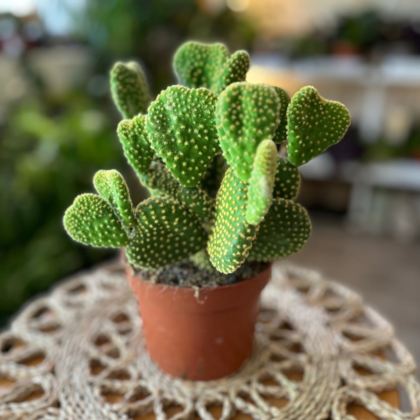 Opuntia Cactus