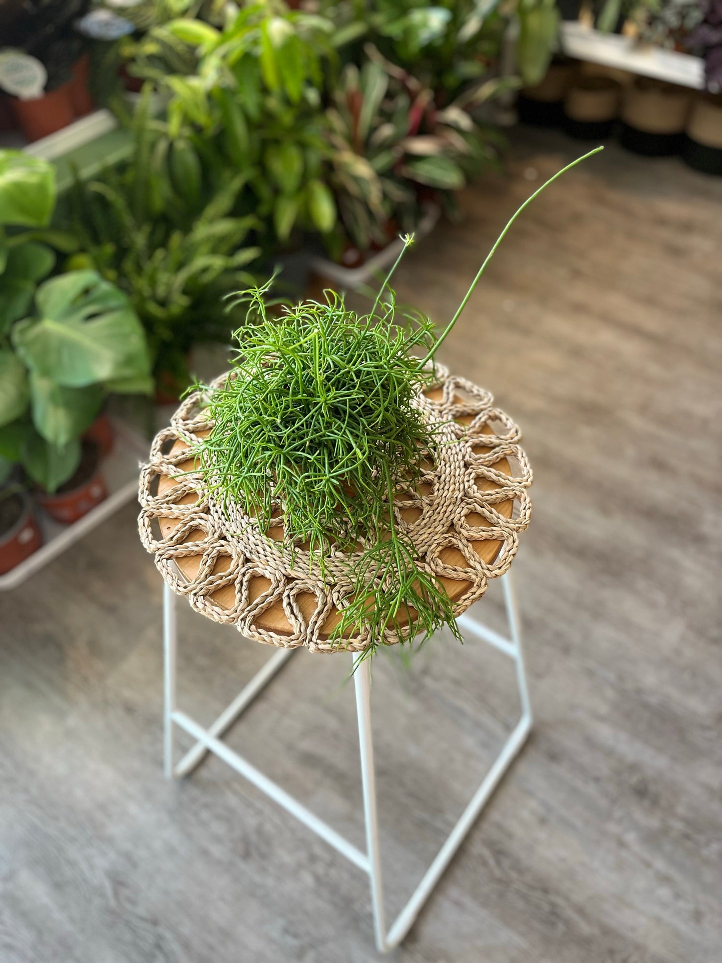 Mistletoe Cacti
