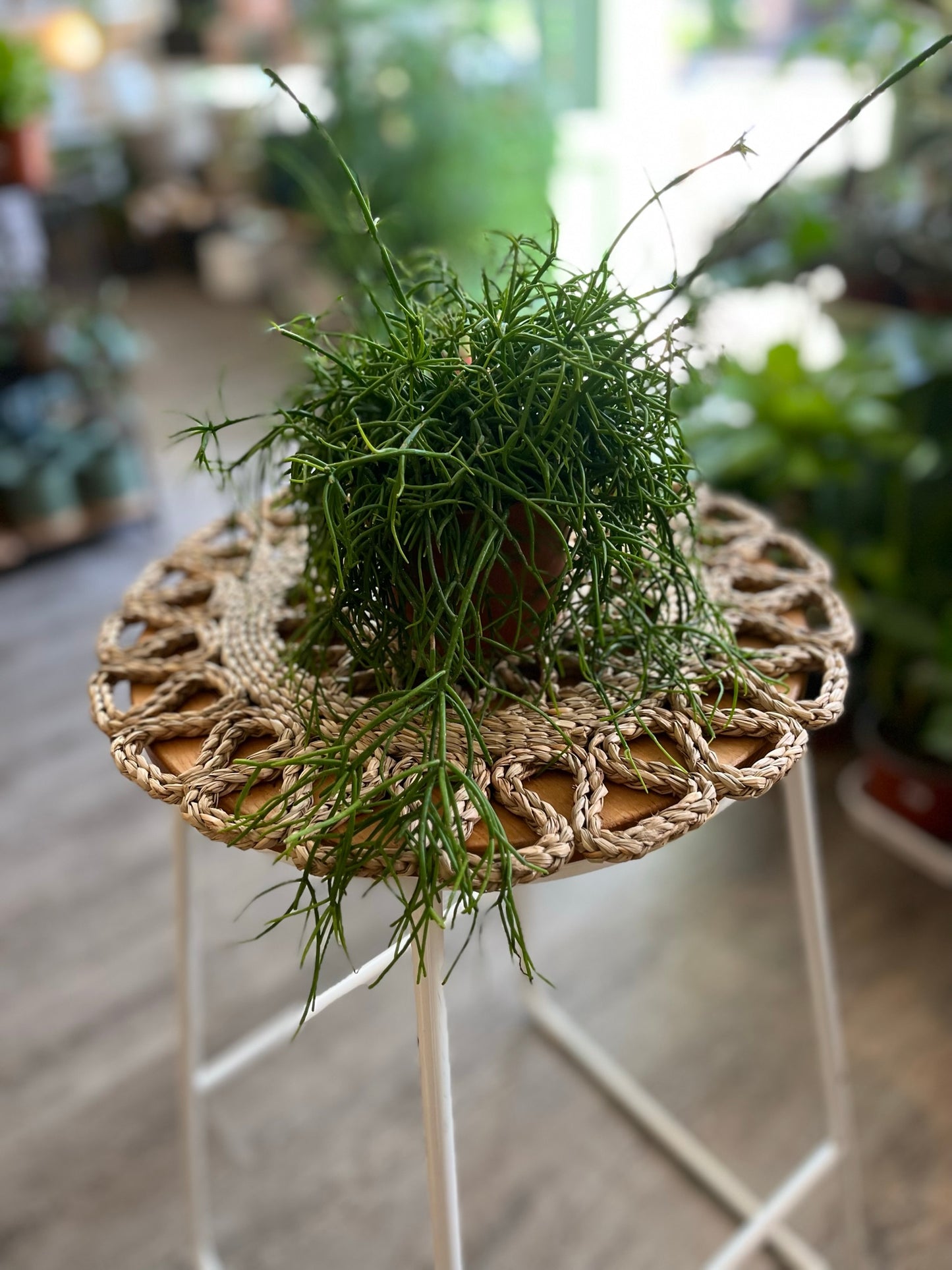 Mistletoe Cacti
