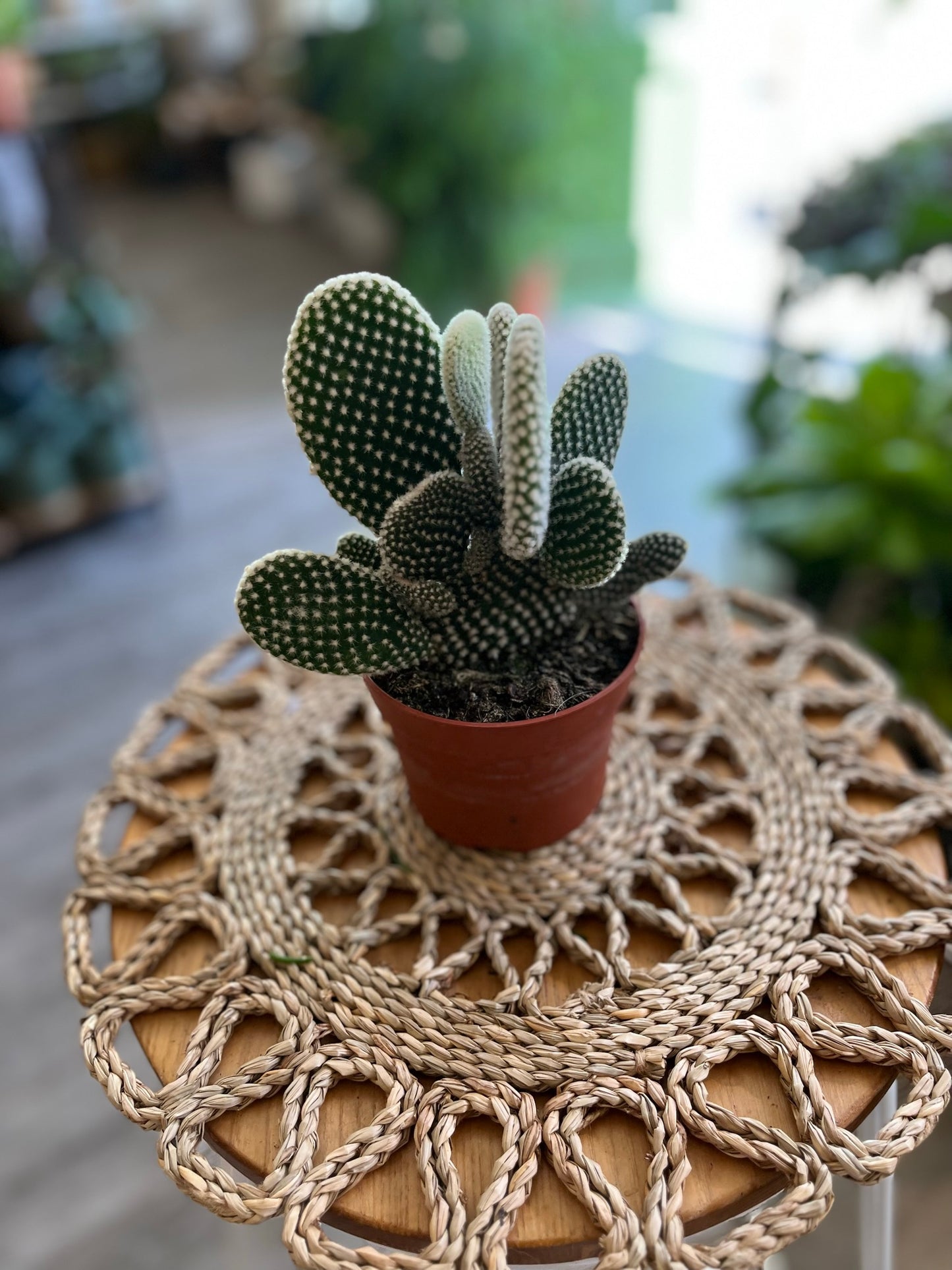 Opuntia Cactus