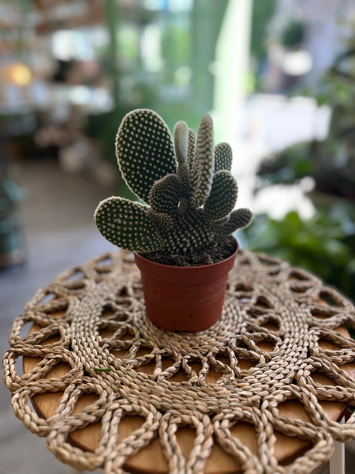 Opuntia Cactus