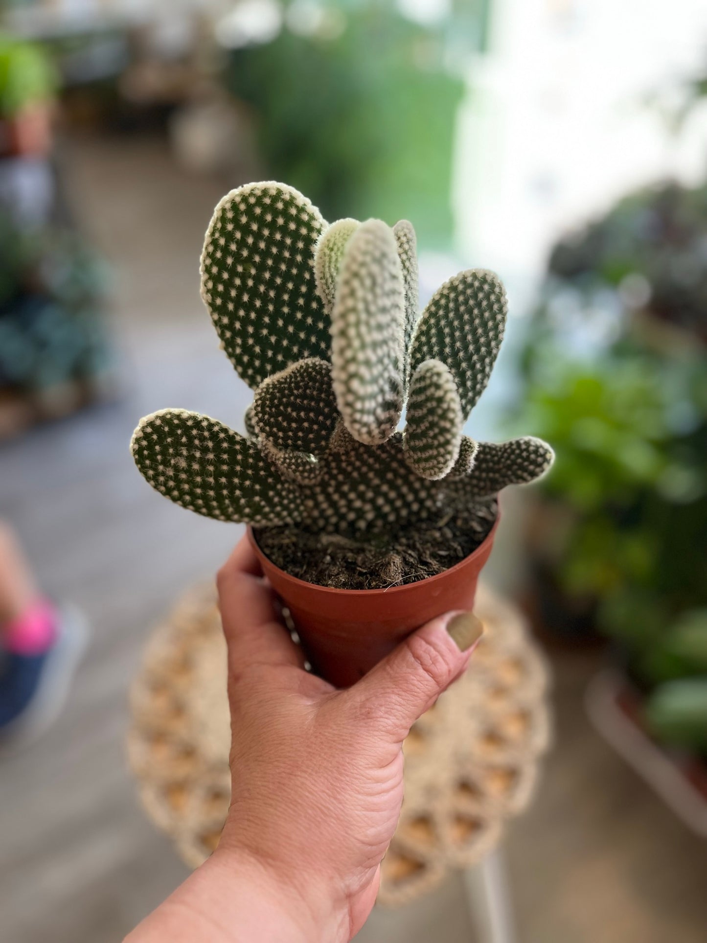 Opuntia Cactus