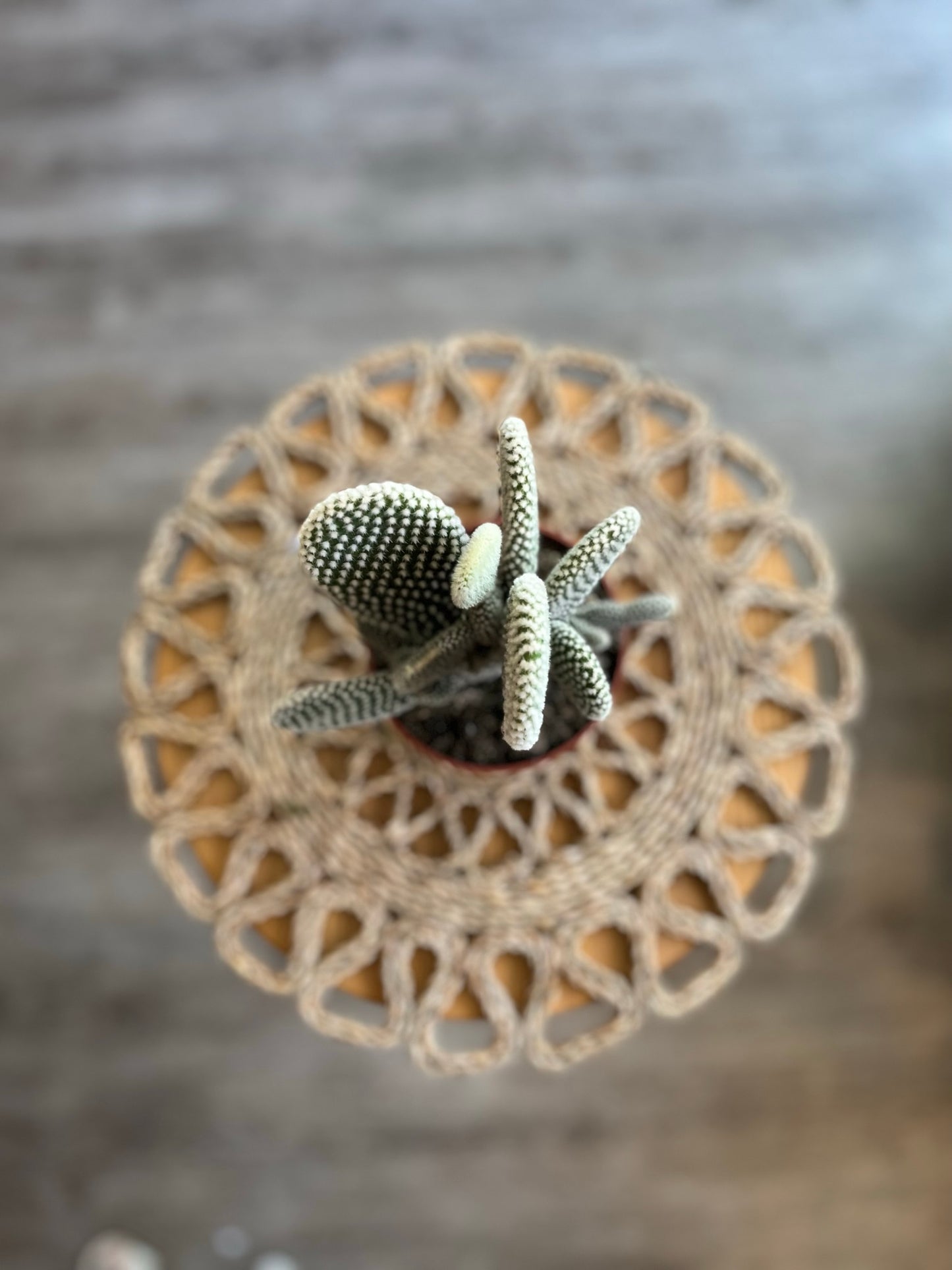 Opuntia Cactus