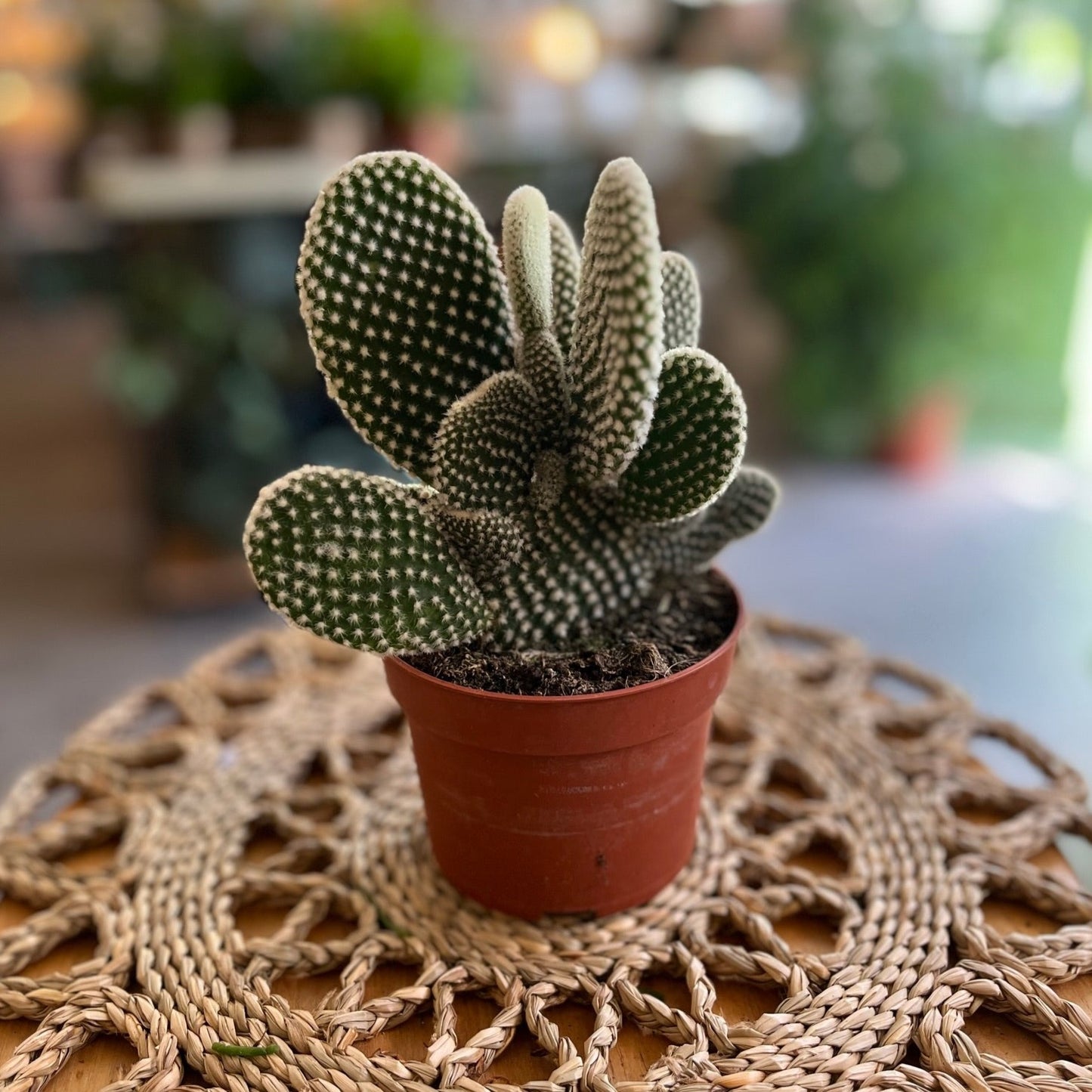 Opuntia Cactus