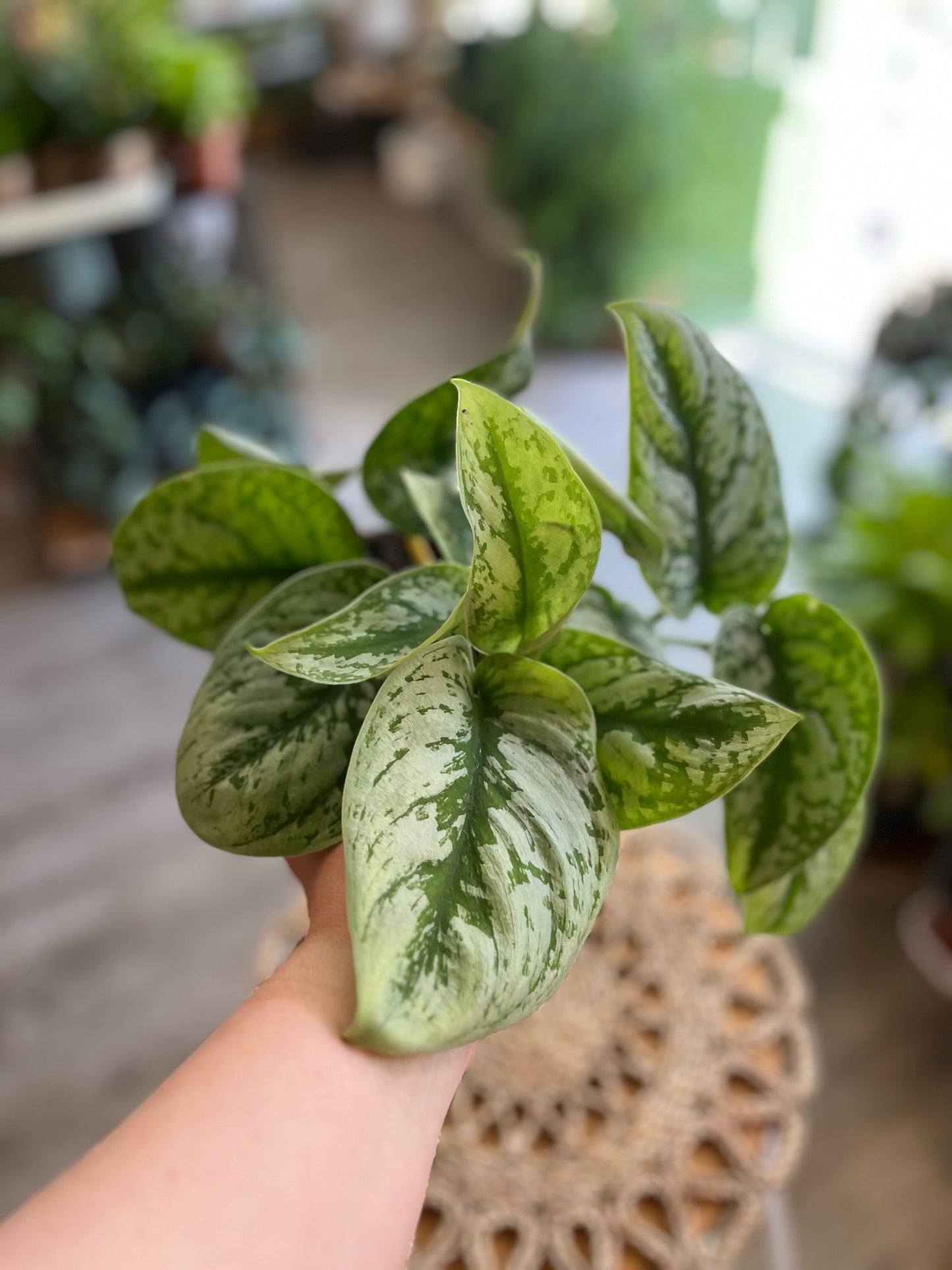 Scindapsus