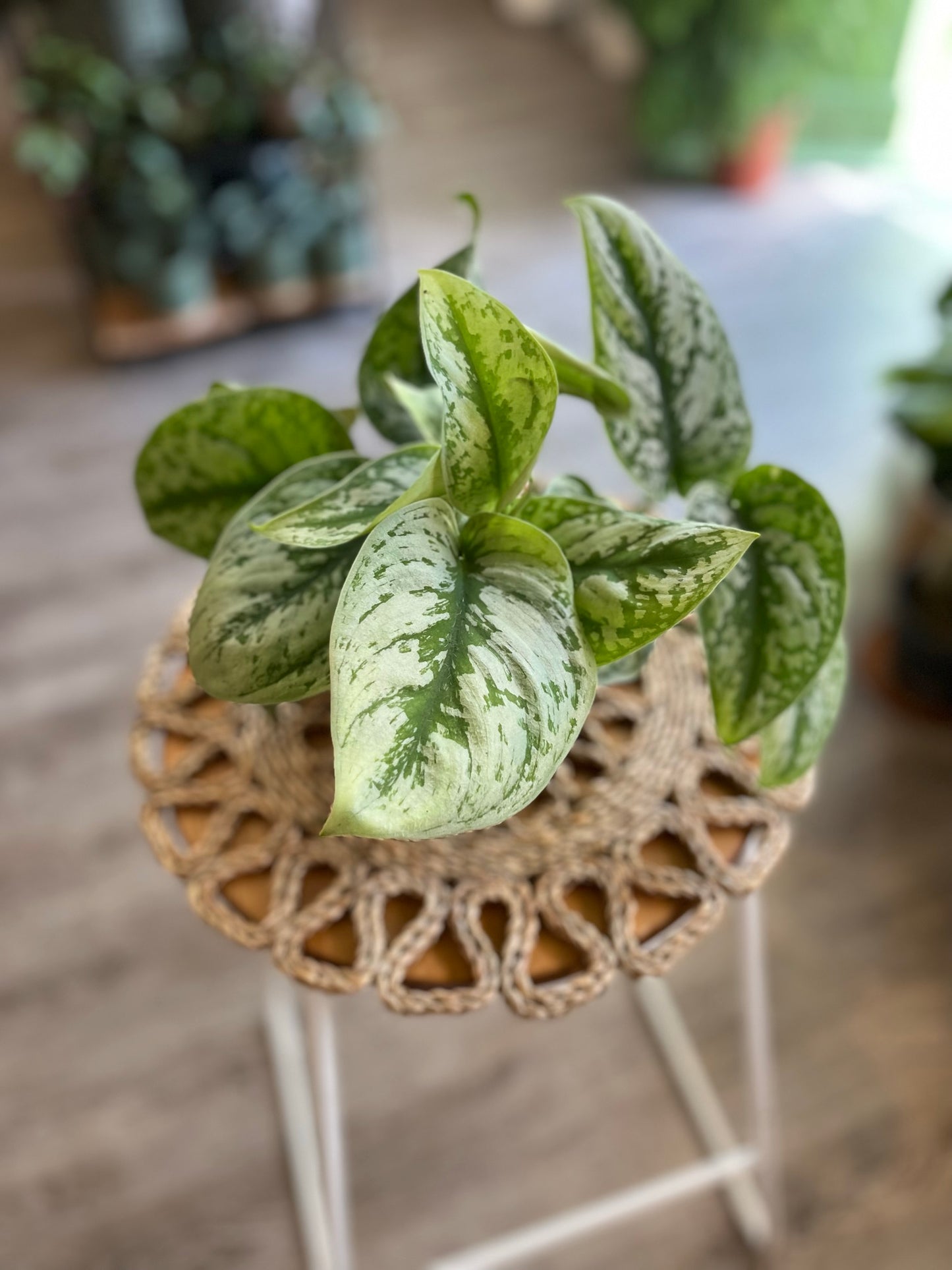 Scindapsus