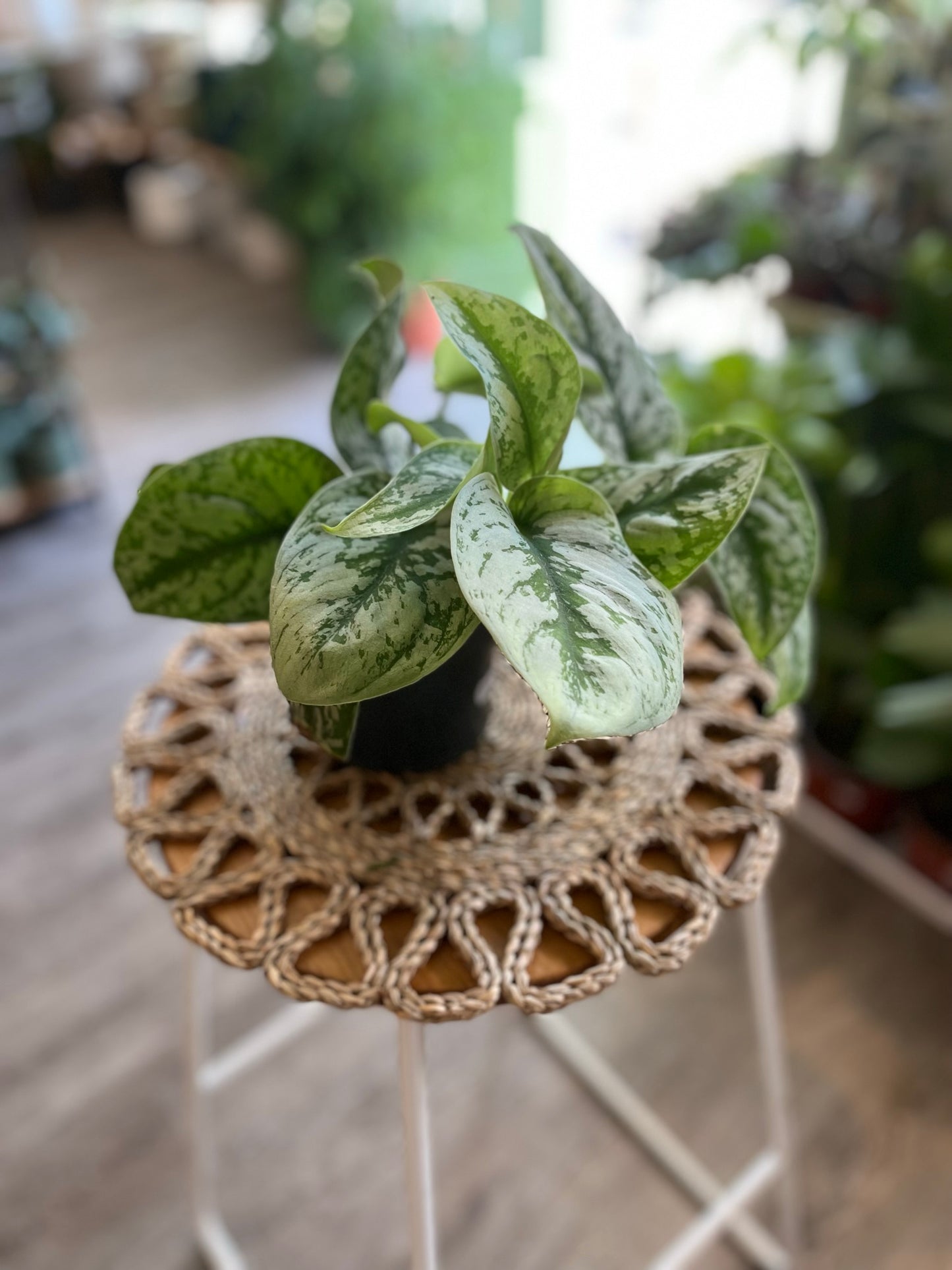 Scindapsus