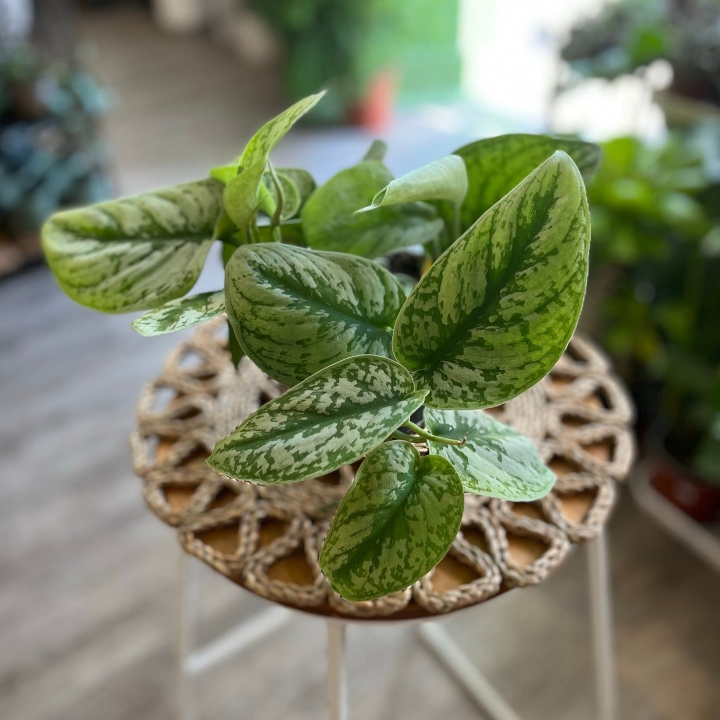 Scindapsus