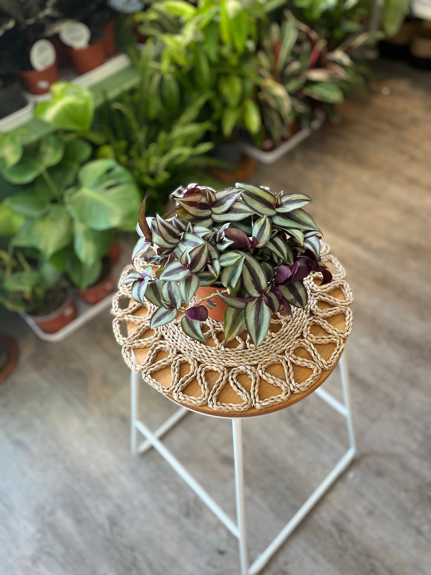 Tradescantia Zebrina (Silver Inch)