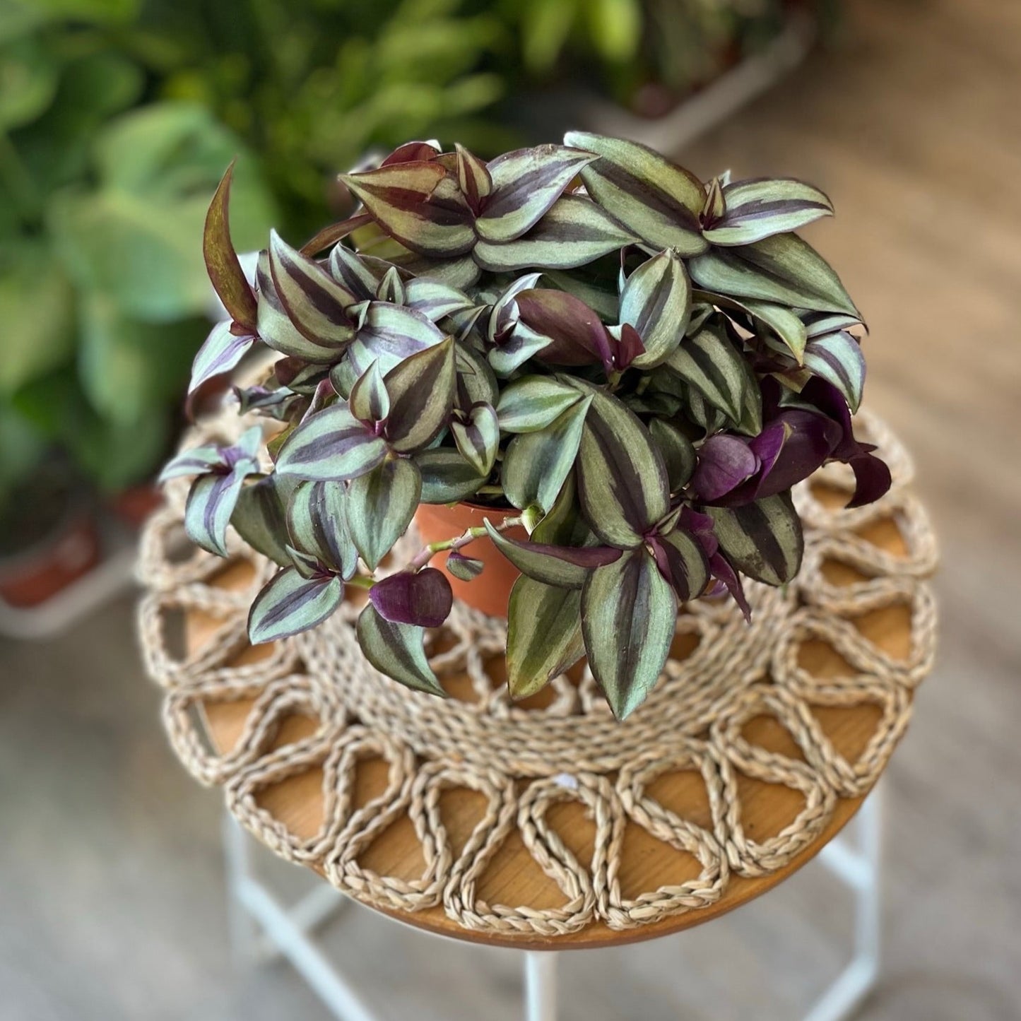 Tradescantia Zebrina (Silver Inch)