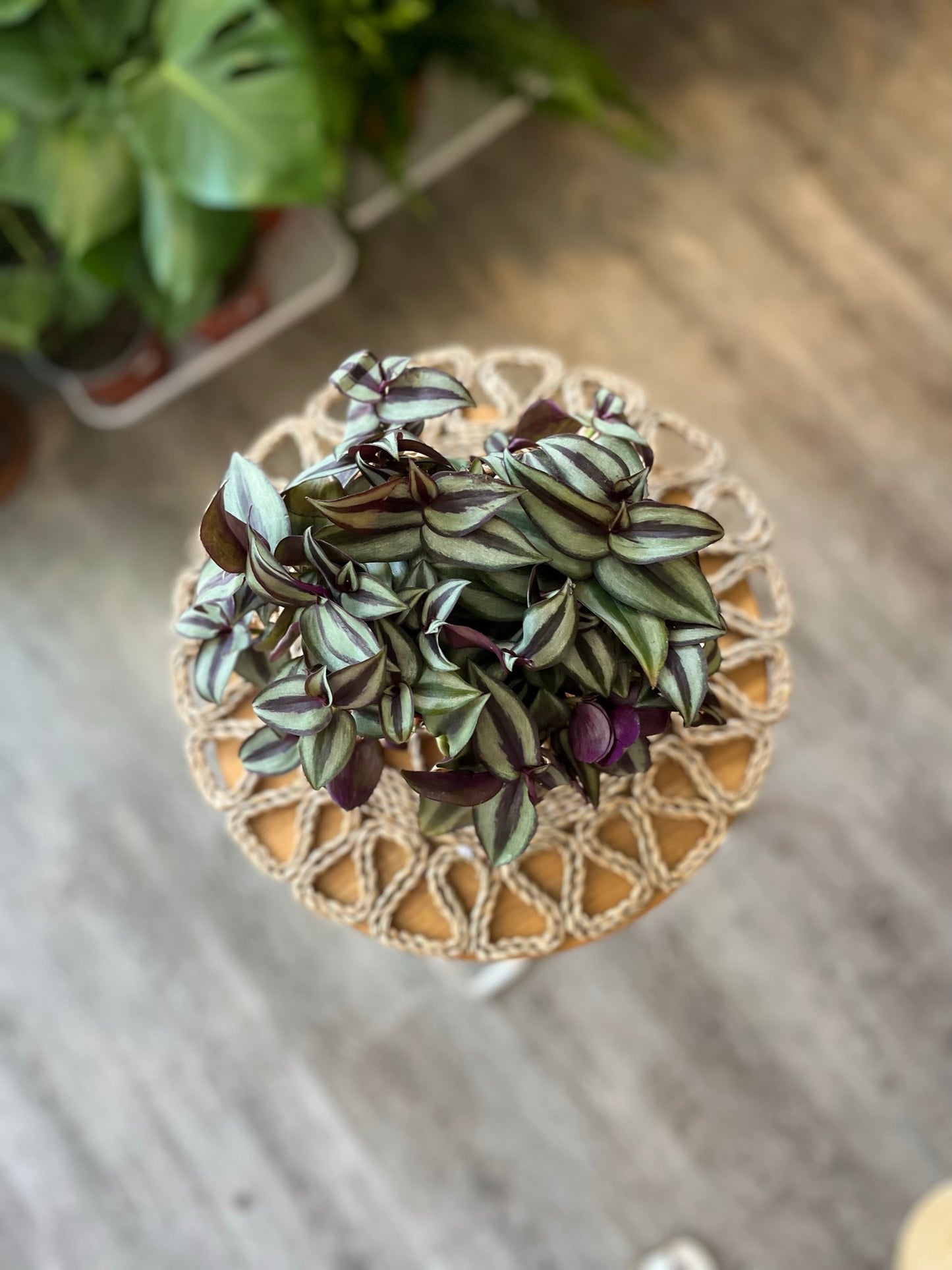 Tradescantia Zebrina (Silver Inch)