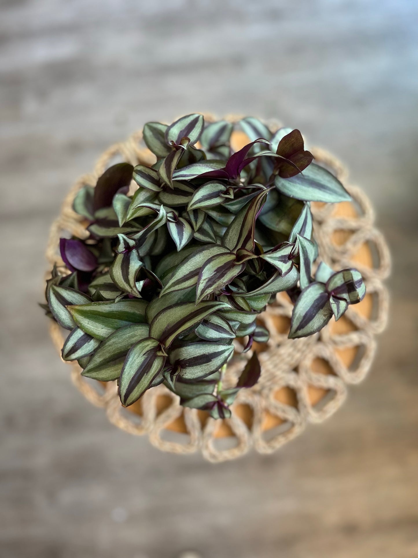 Tradescantia Zebrina (Silver Inch)