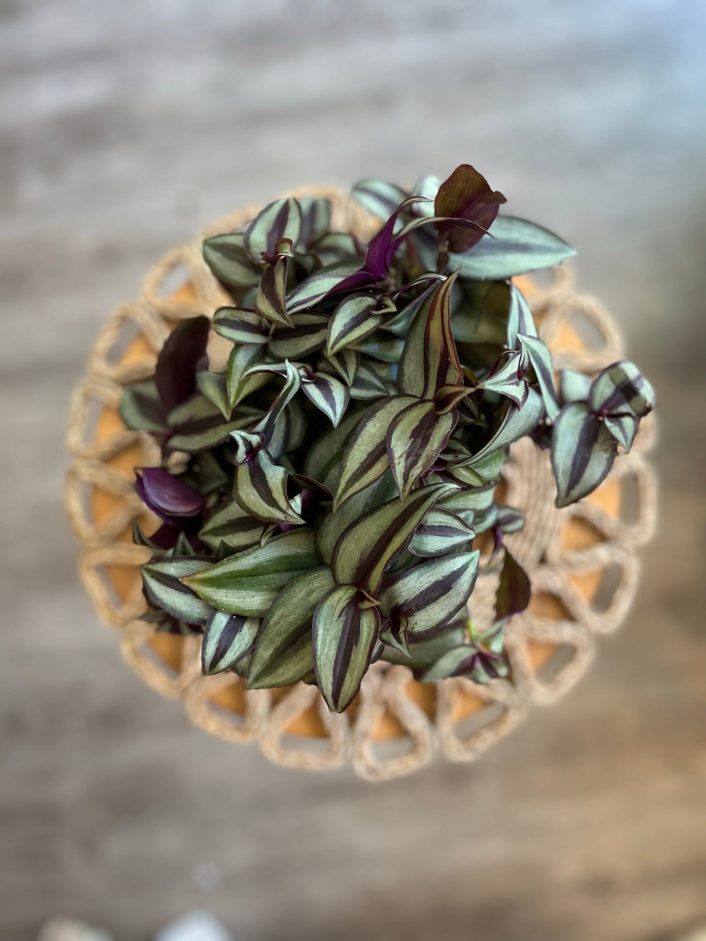 Tradescantia Zebrina (Silver Inch)