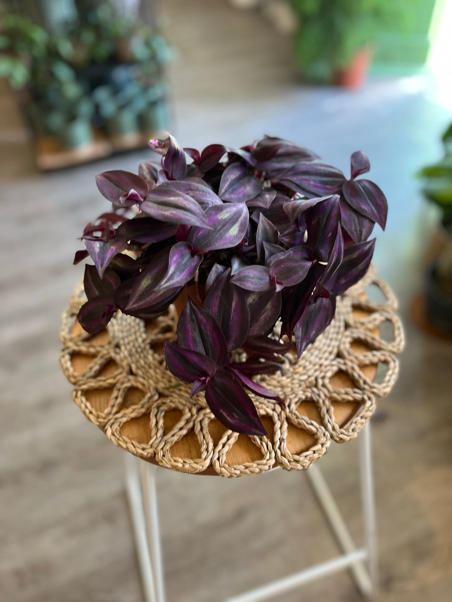 Tradescantia - Purple
