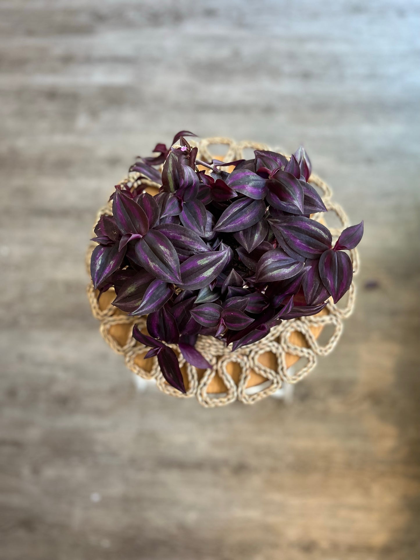 Tradescantia - Purple