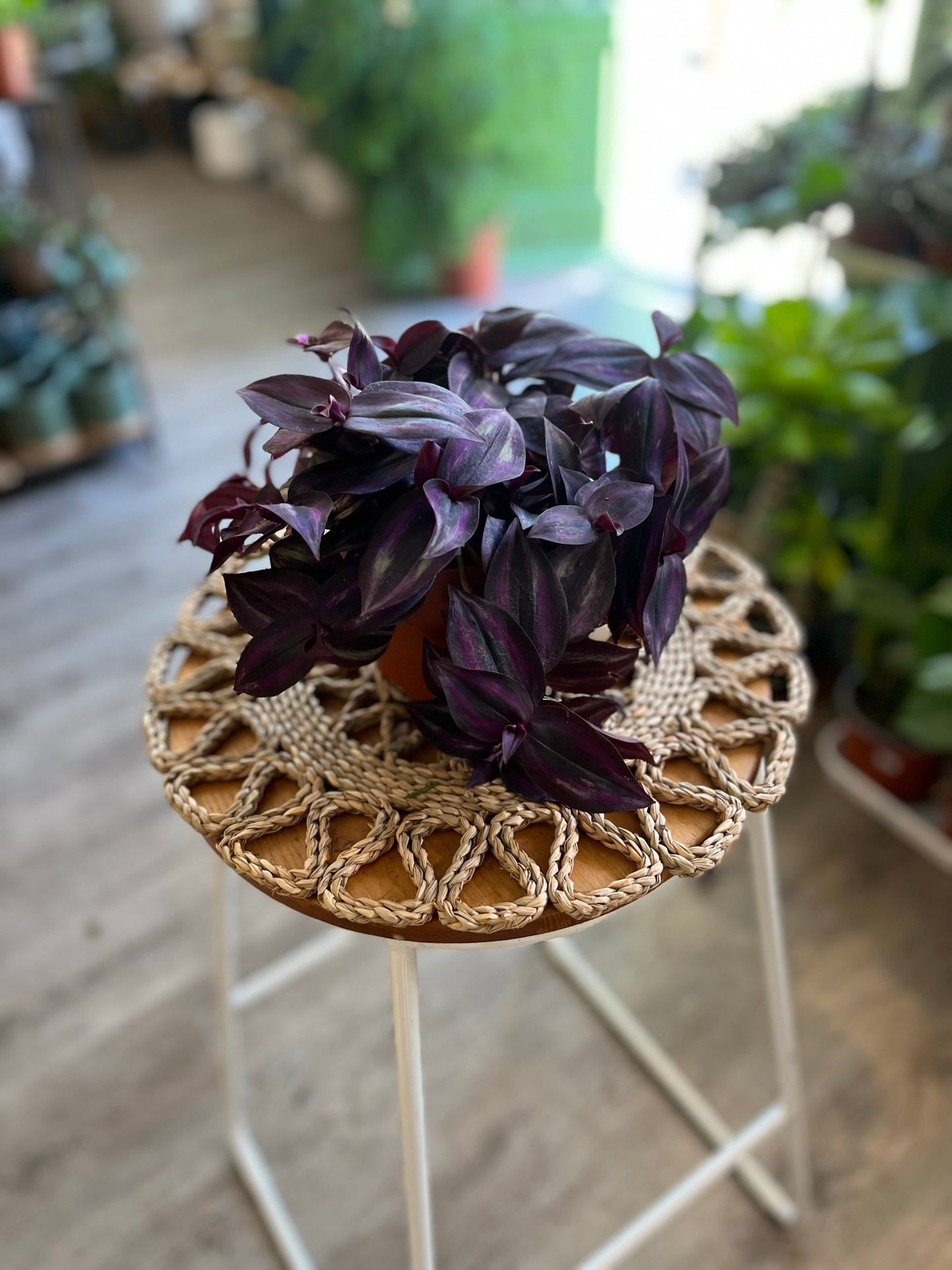 Tradescantia - Purple