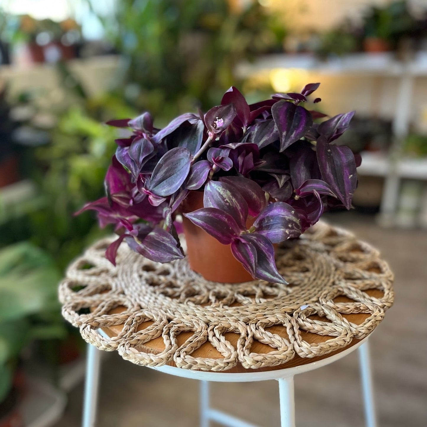 Tradescantia - Purple