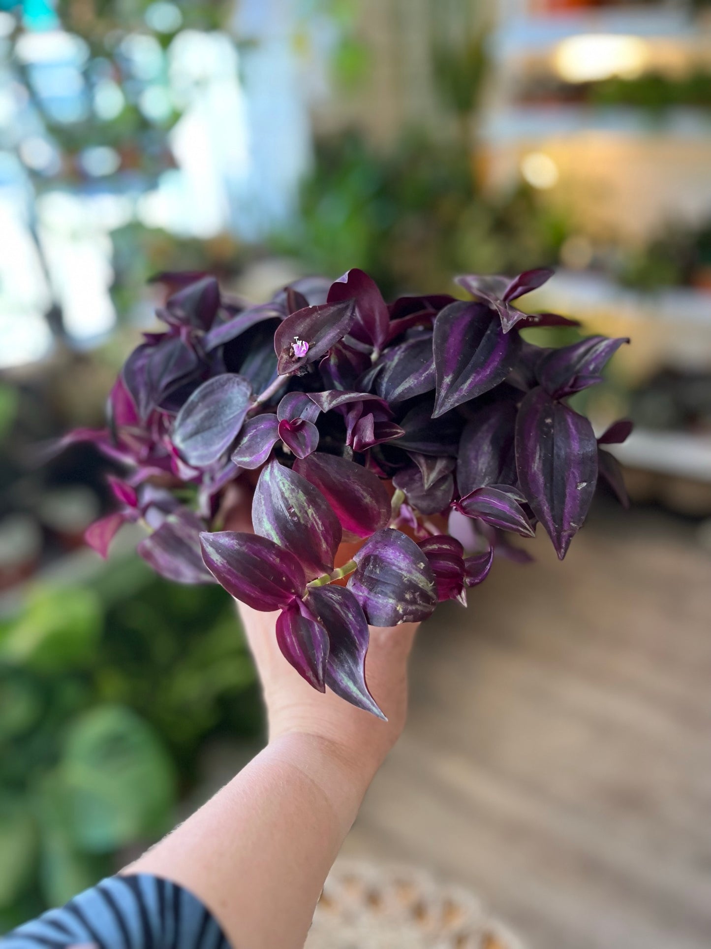 Tradescantia - Purple