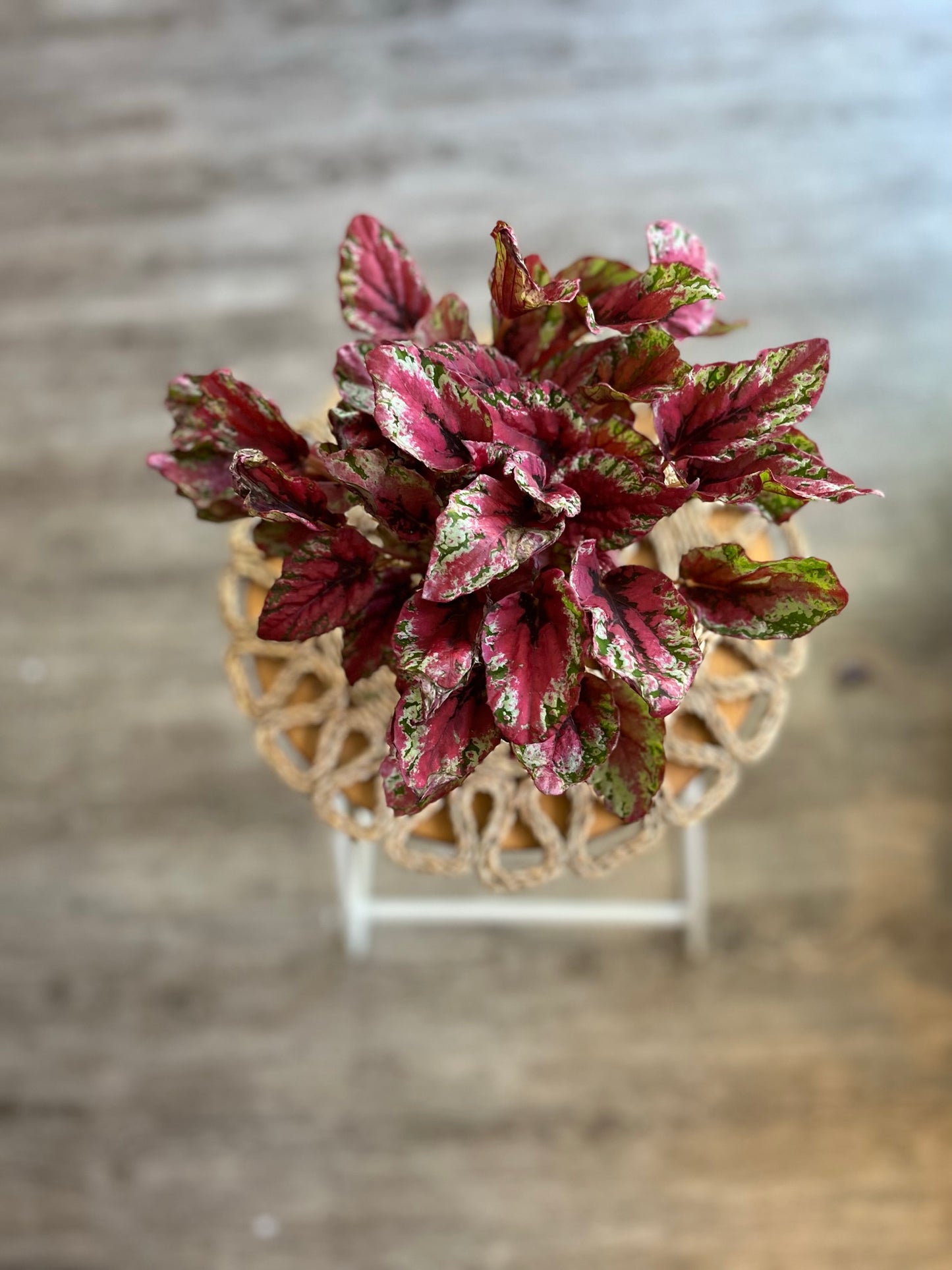 Begonia Rex 'Salsa'
