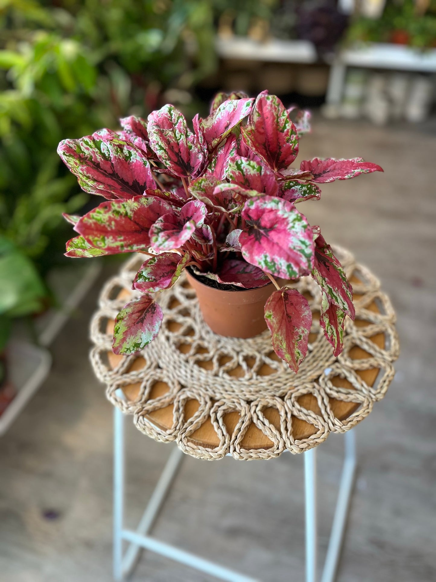 Begonia Rex 'Salsa'