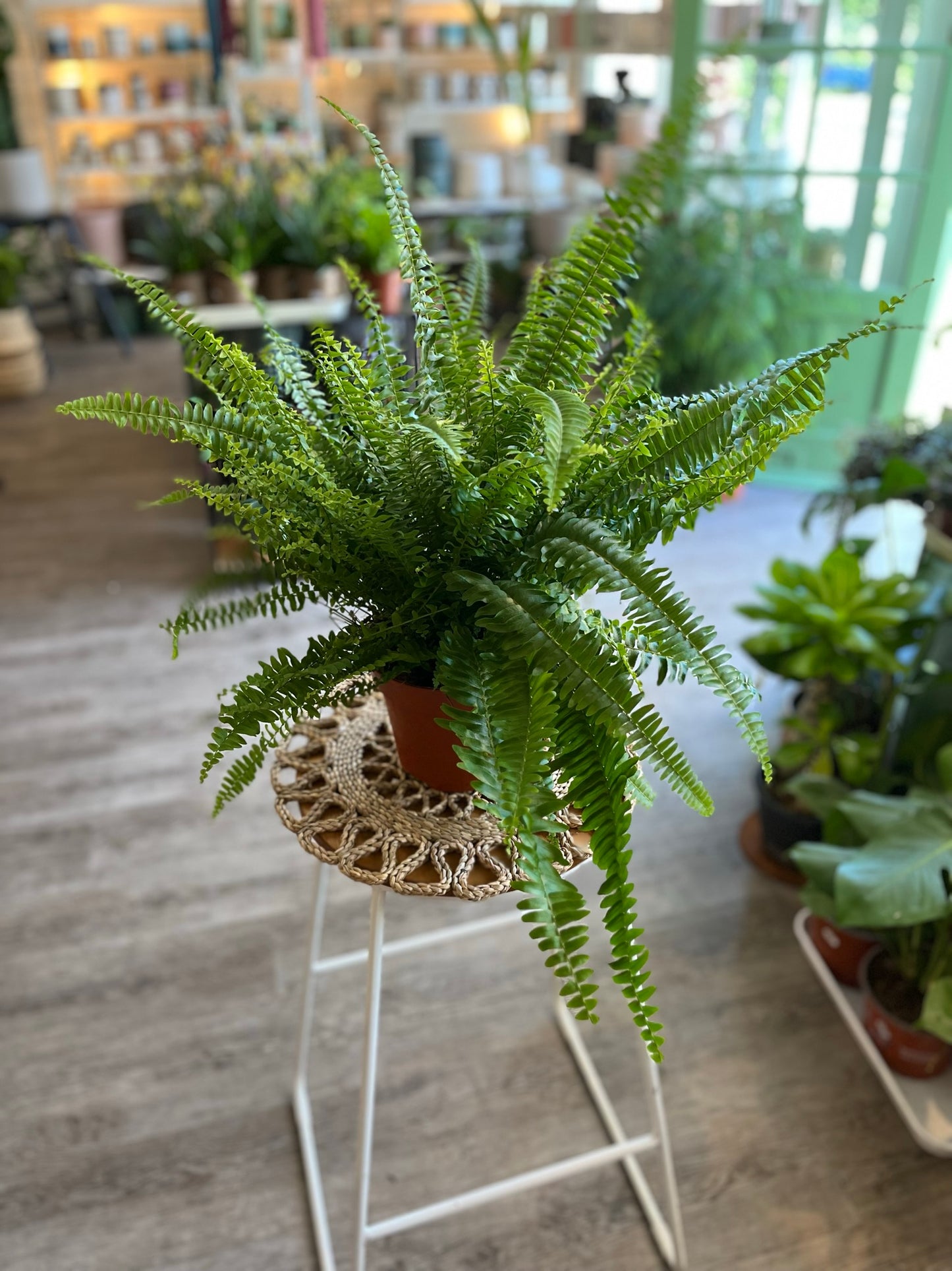 Boston Fern