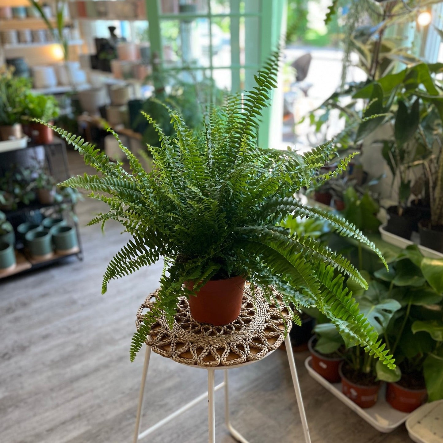 Boston Fern