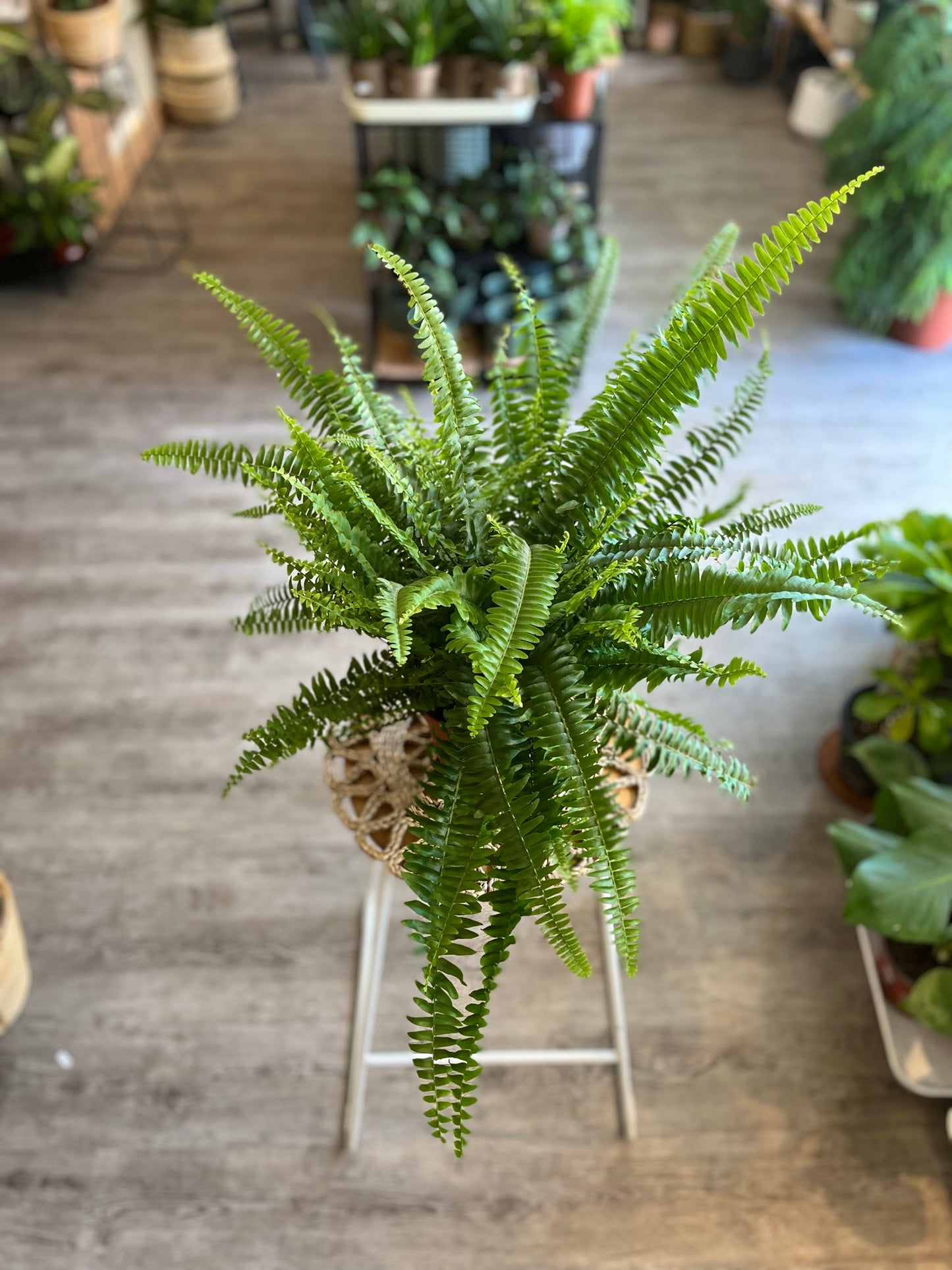 Boston Fern