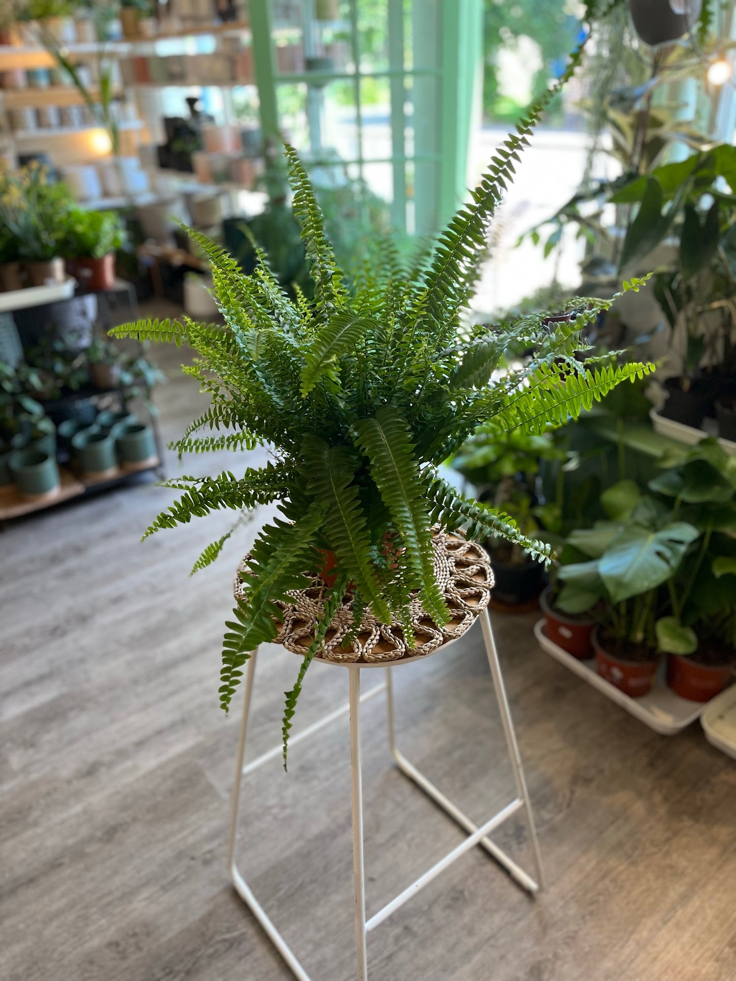 Boston Fern