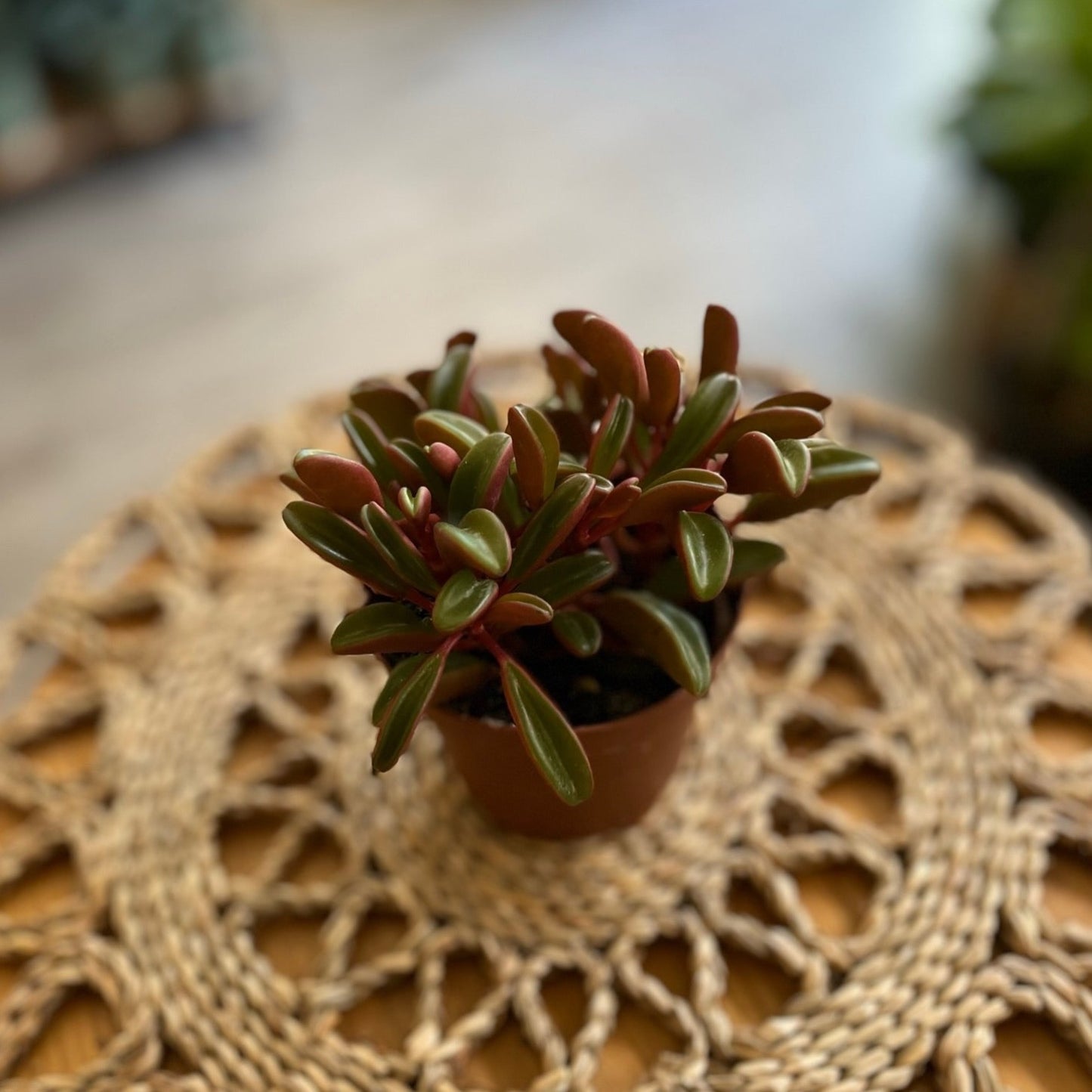 Peperomia Graveolens