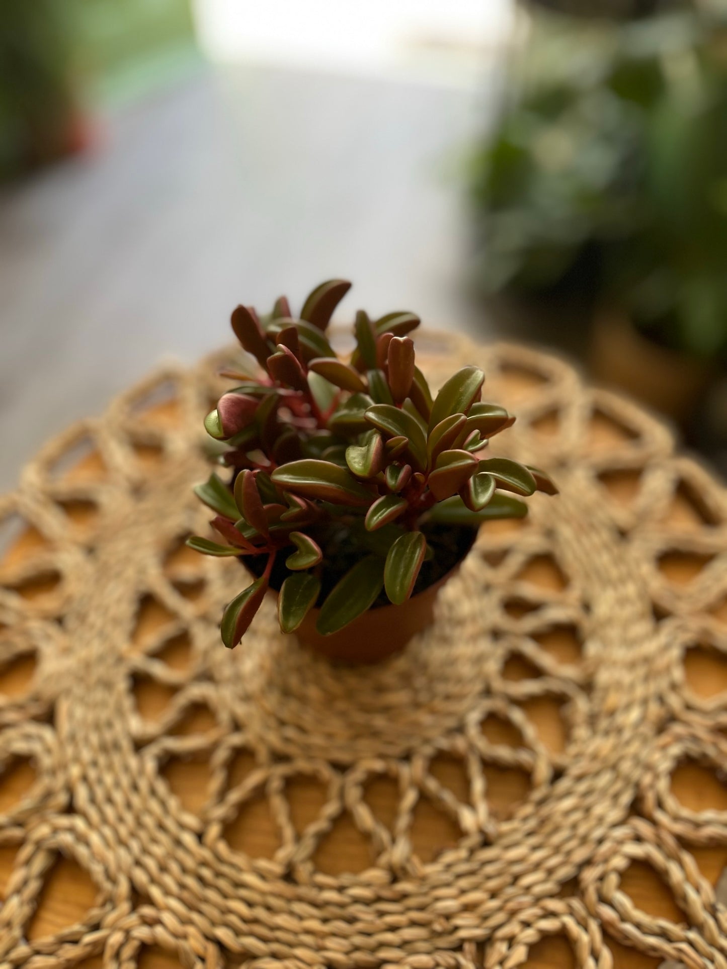 Peperomia Graveolens