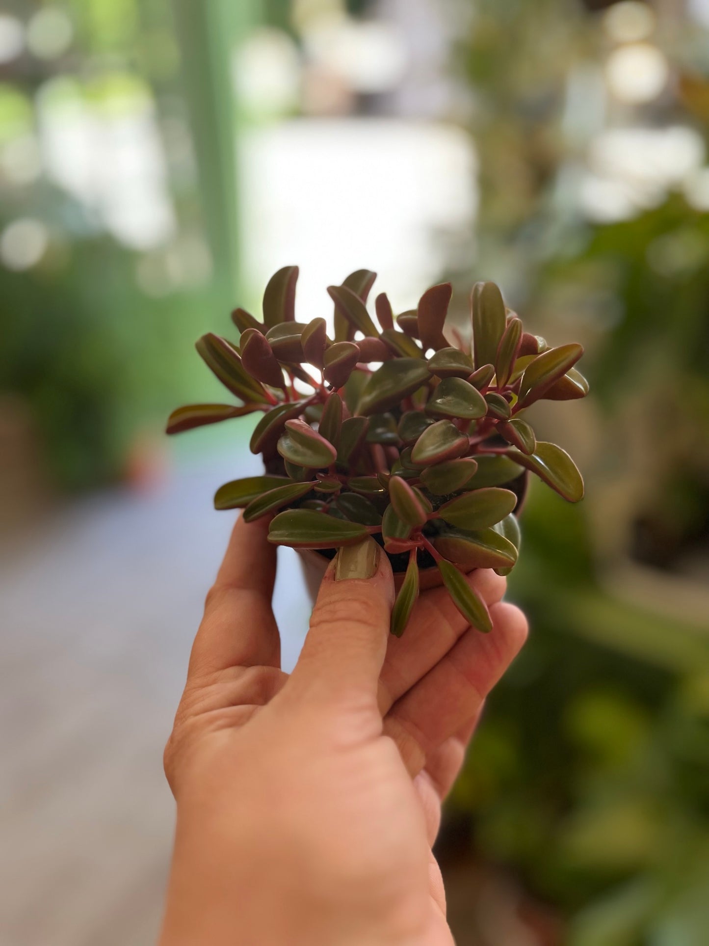 Peperomia Graveolens