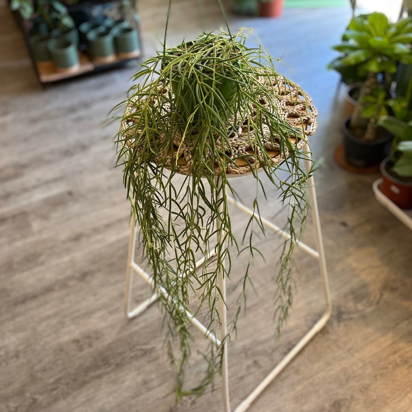Hoya Linearis