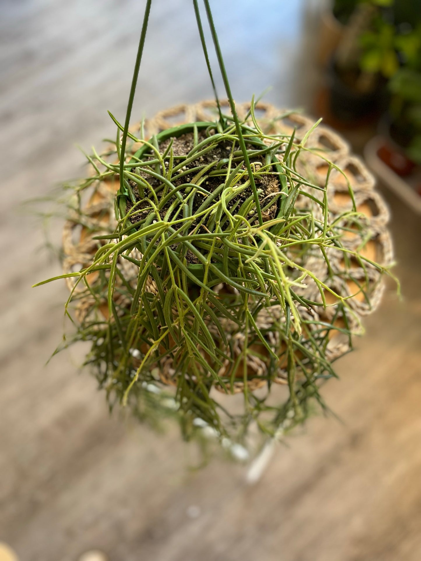 Hoya Linearis