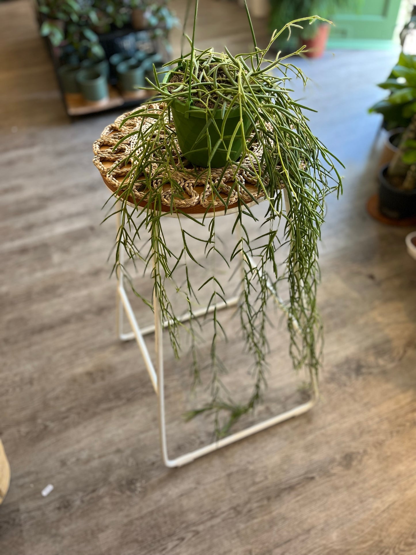 Hoya Linearis