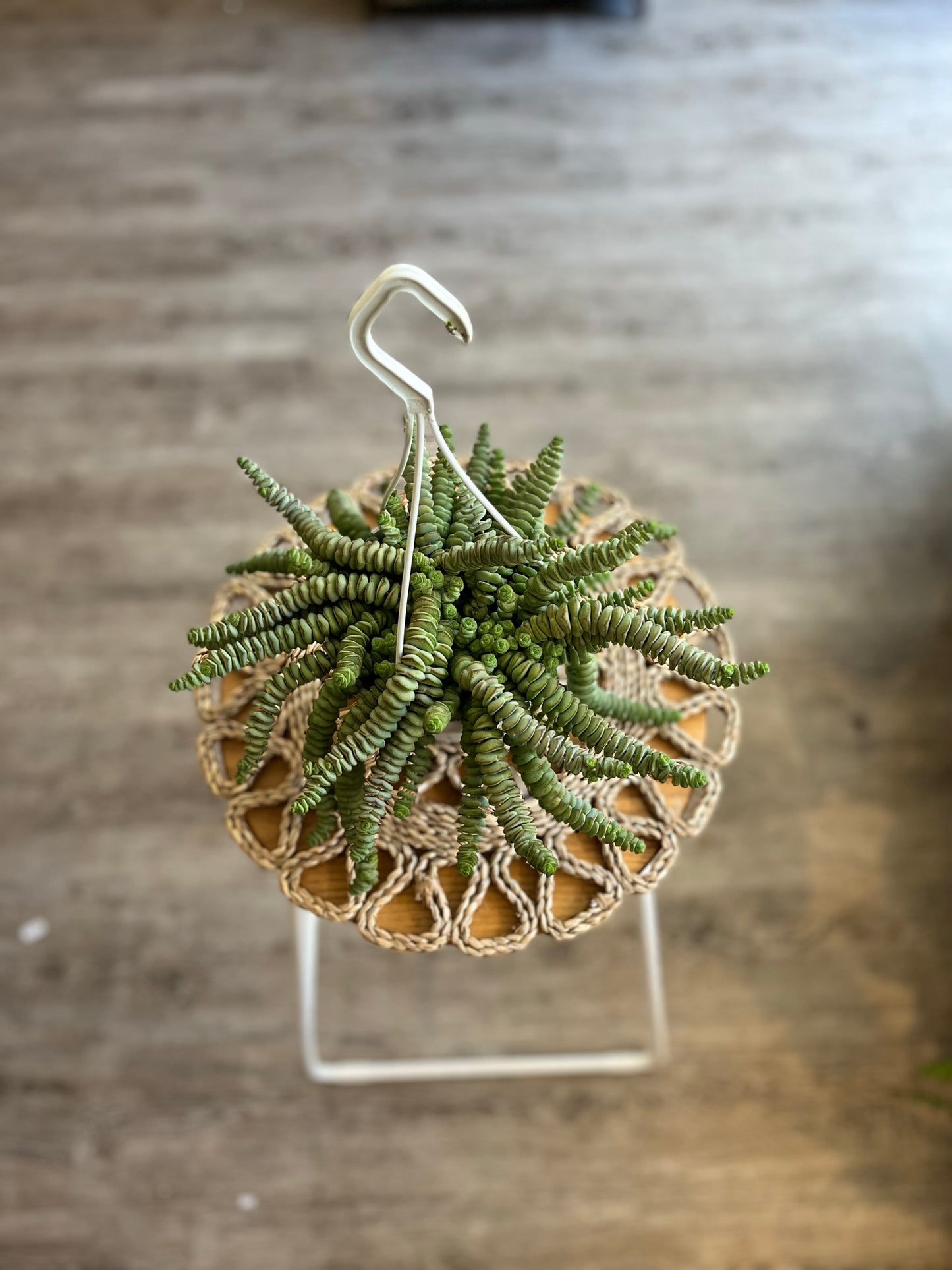 Crassula Hottentot