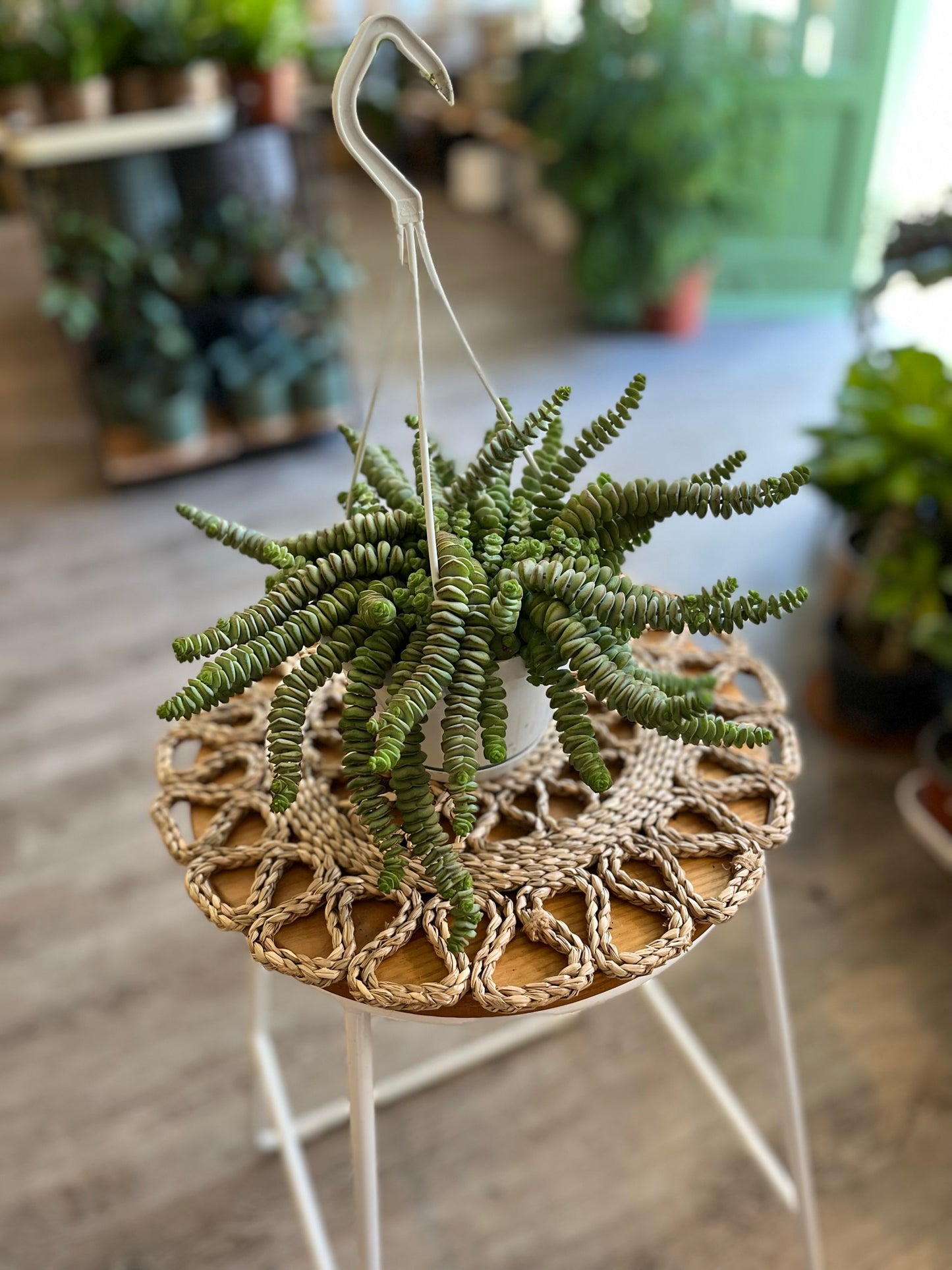 Crassula Hottentot