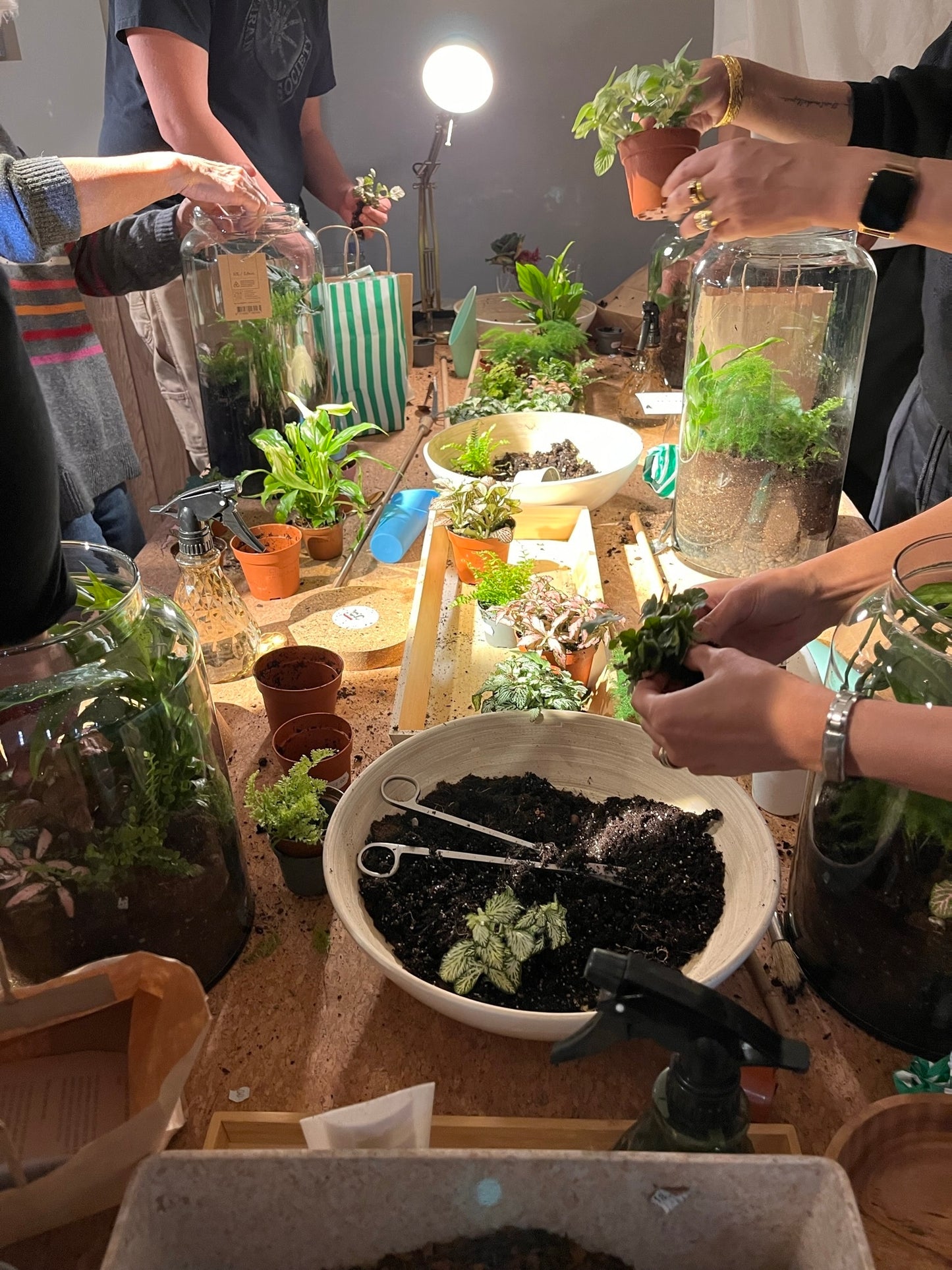 Terrarium Workshops 2024