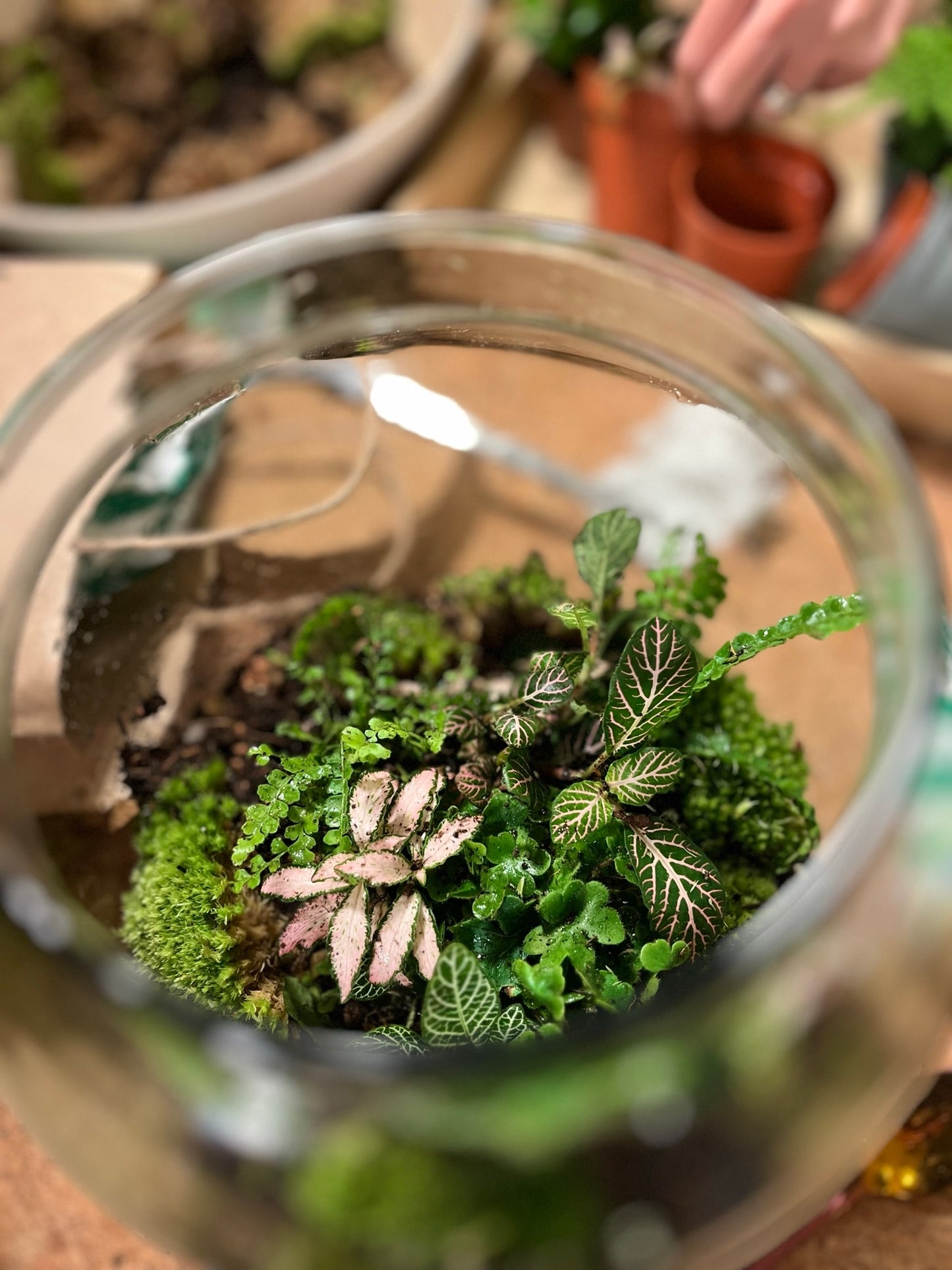 Terrarium Workshops 2024