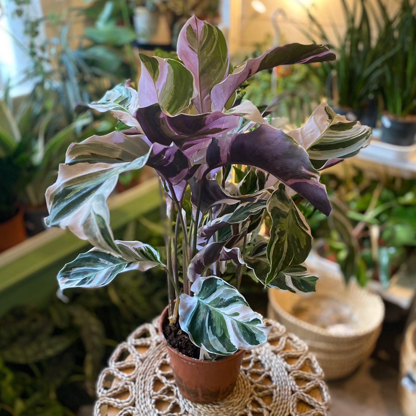 Calathea White Fusion