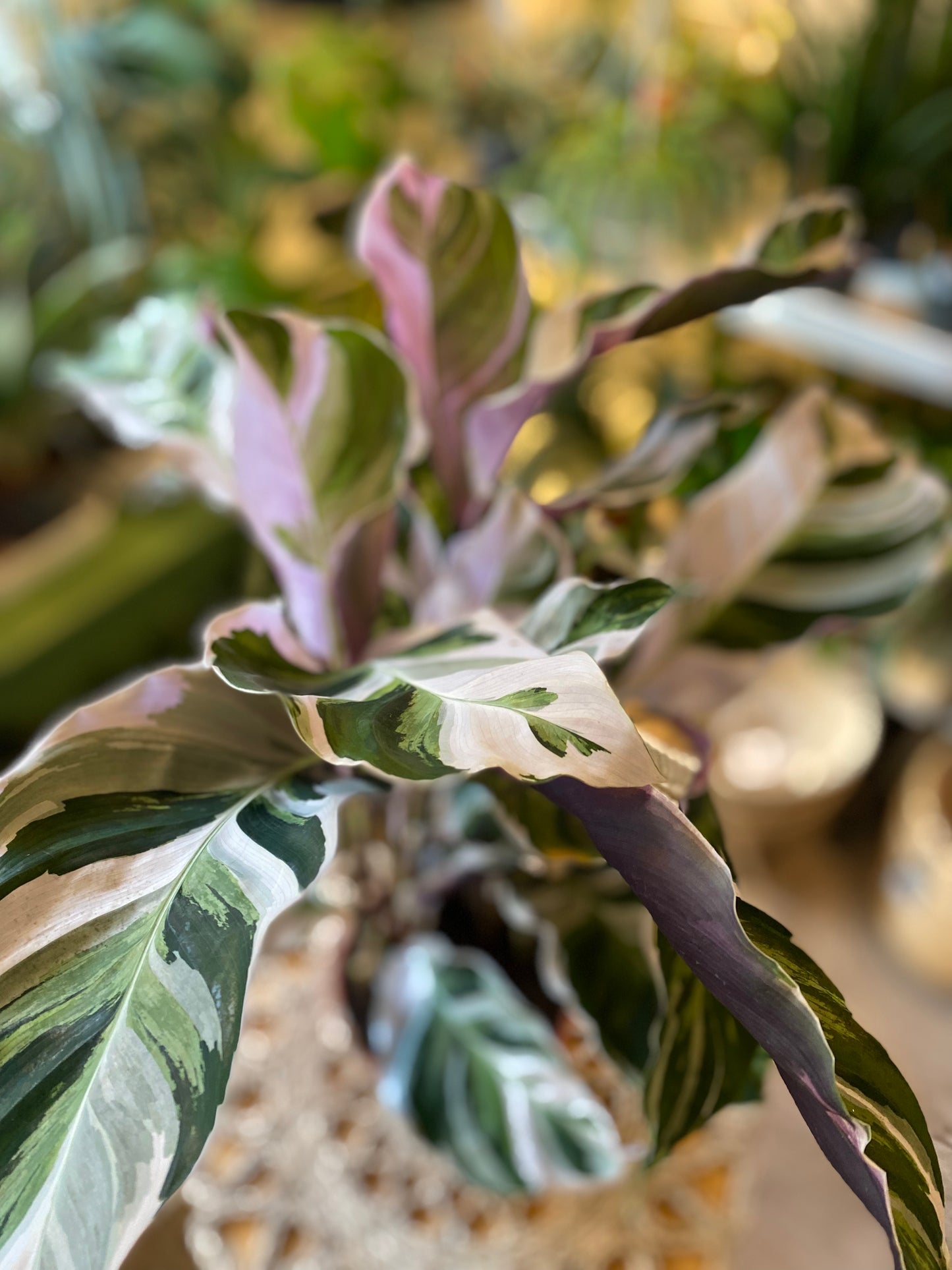 Calathea White Fusion