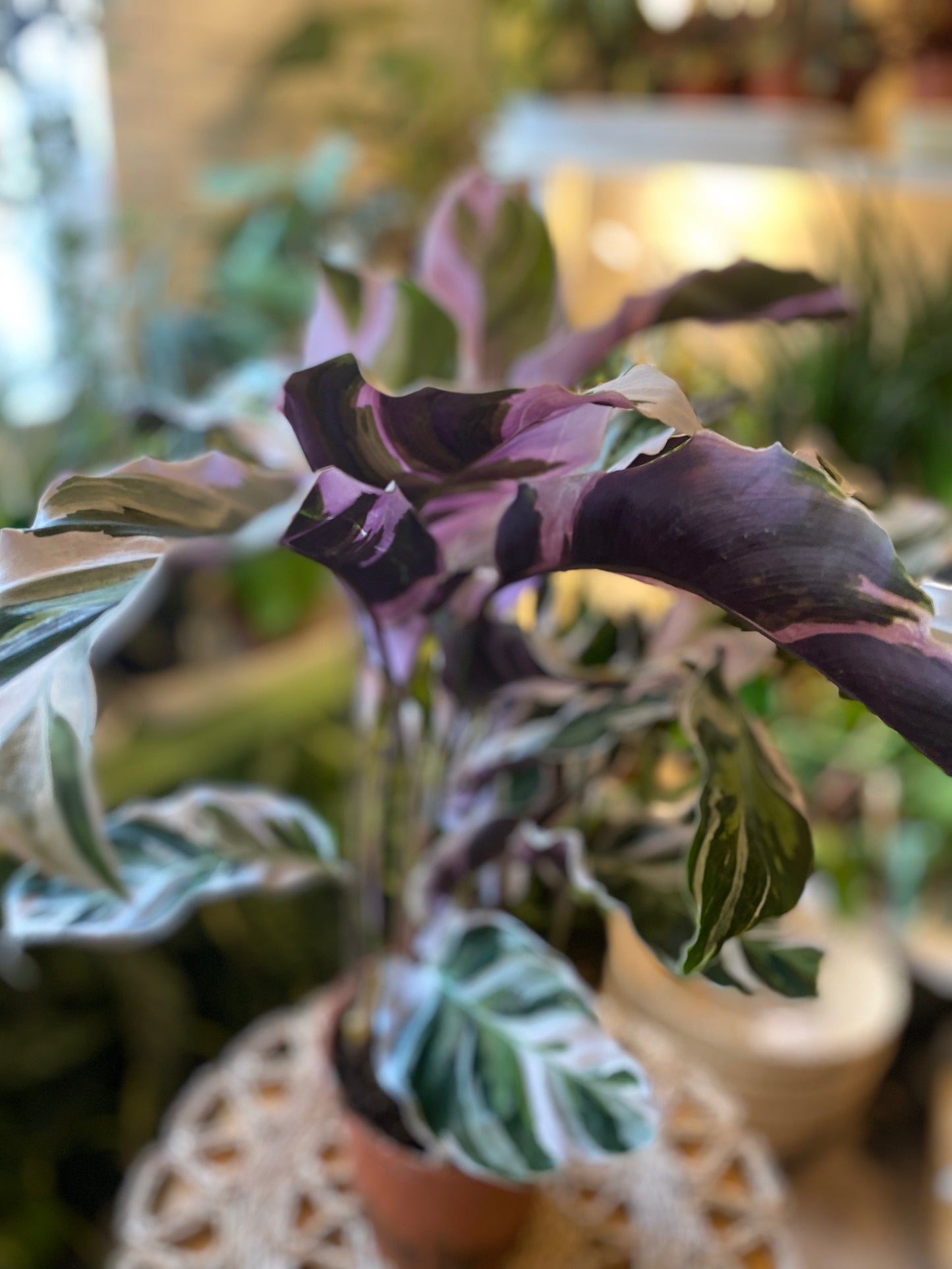 Calathea White Fusion