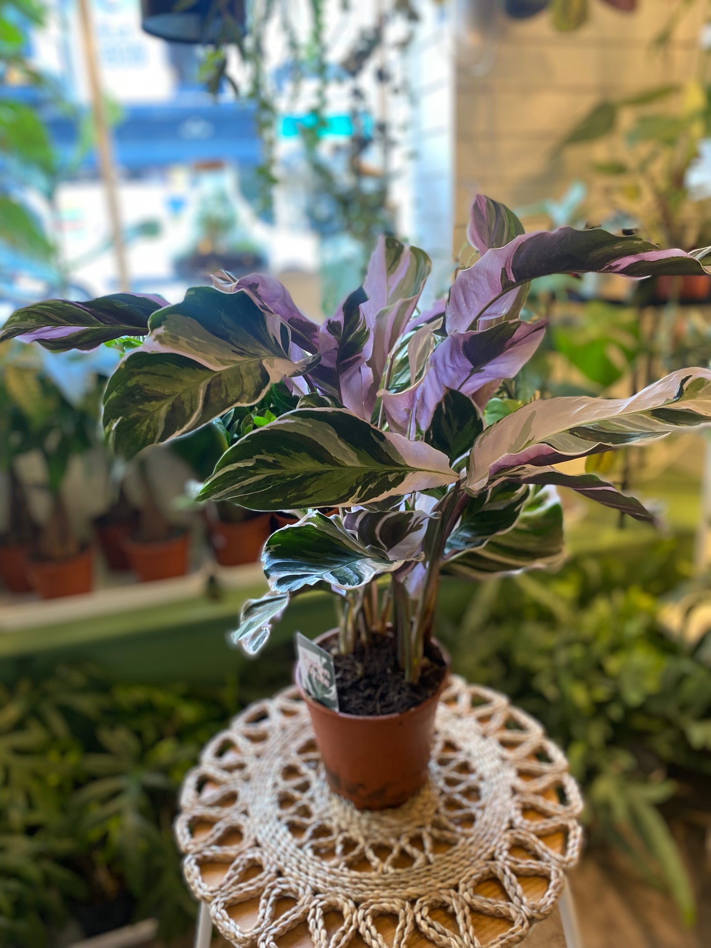 Calathea White Fusion